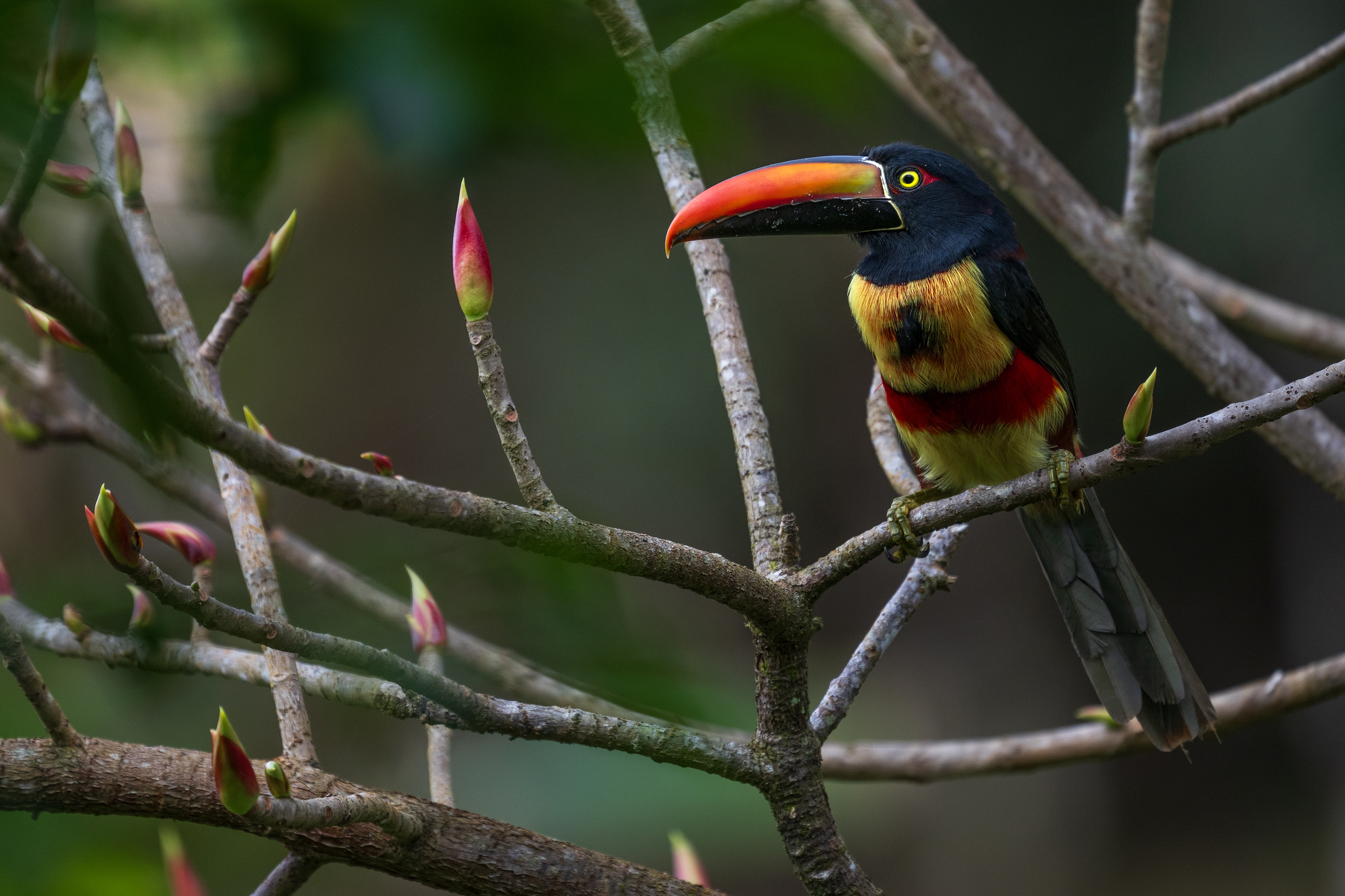 Fiery-billed Aracari