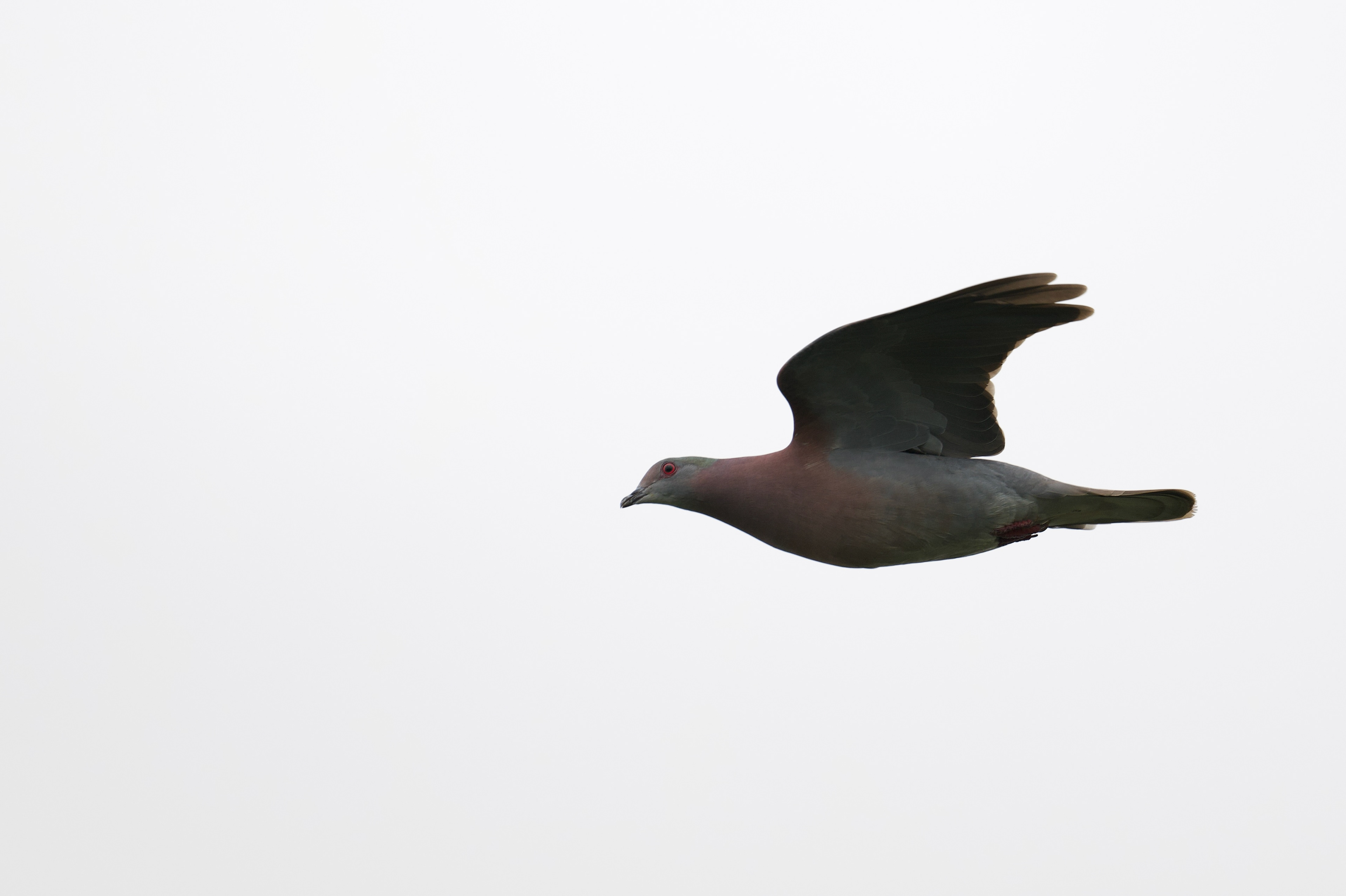 Pale-vented Pigeon