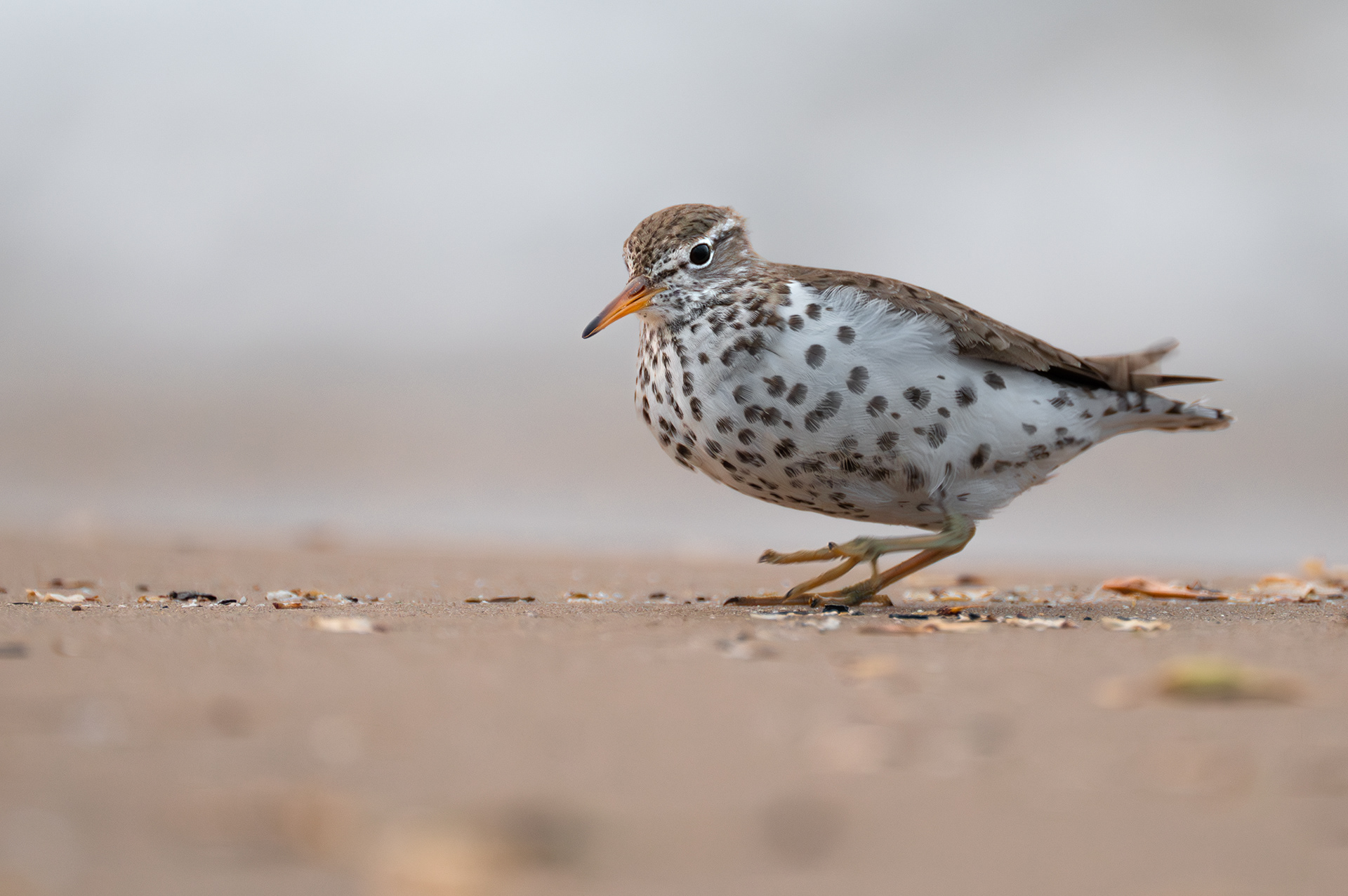 Spotted Sandpiper