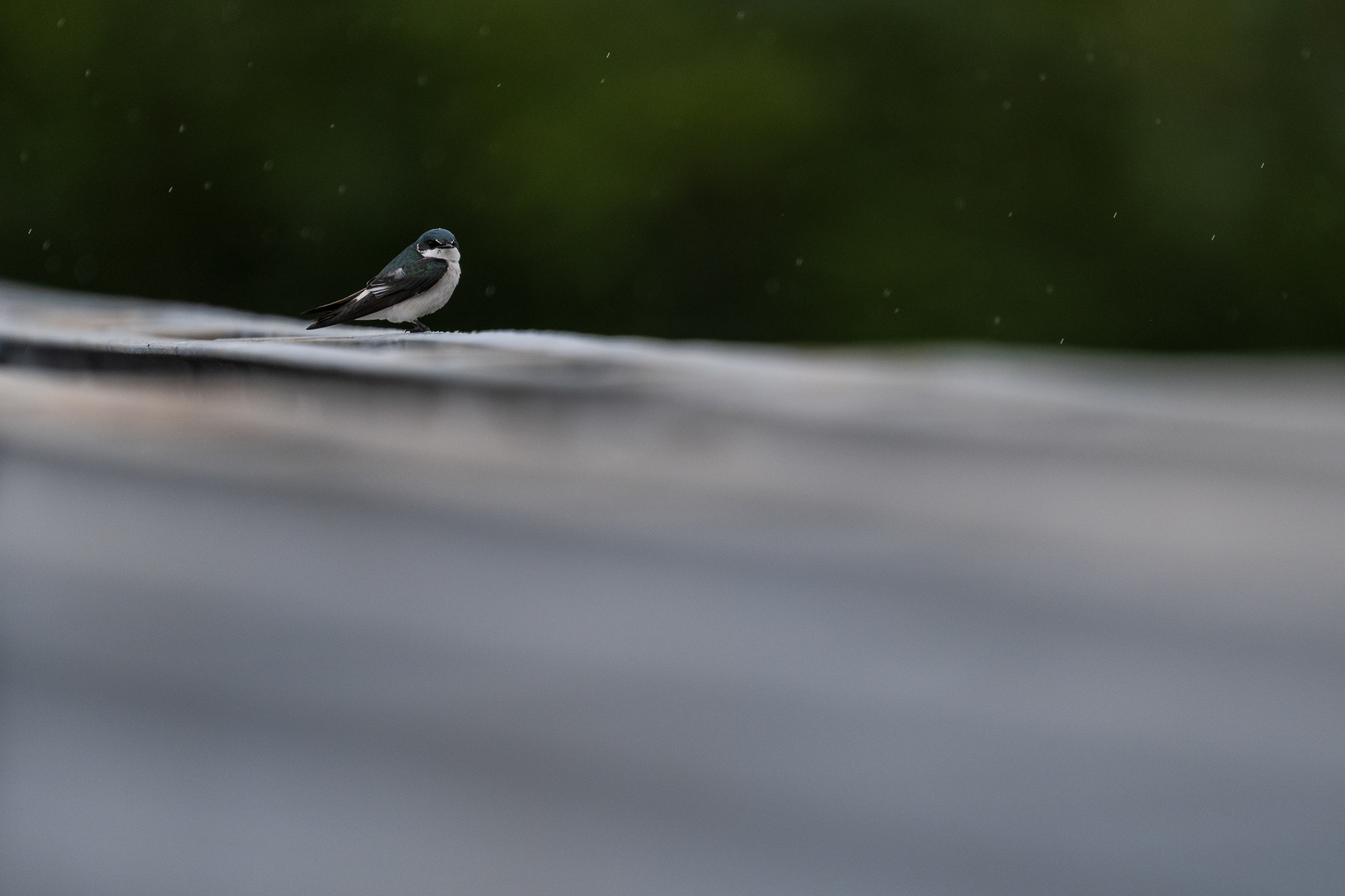 Mangrove Swallow
