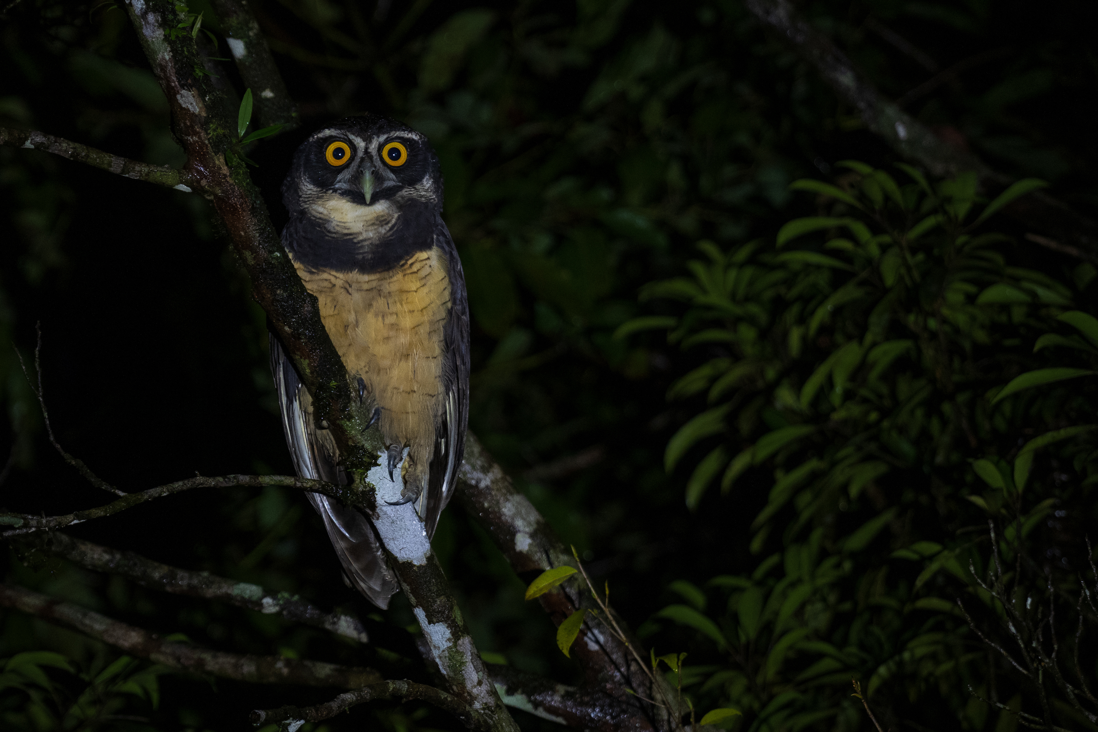 Spectacled Owl