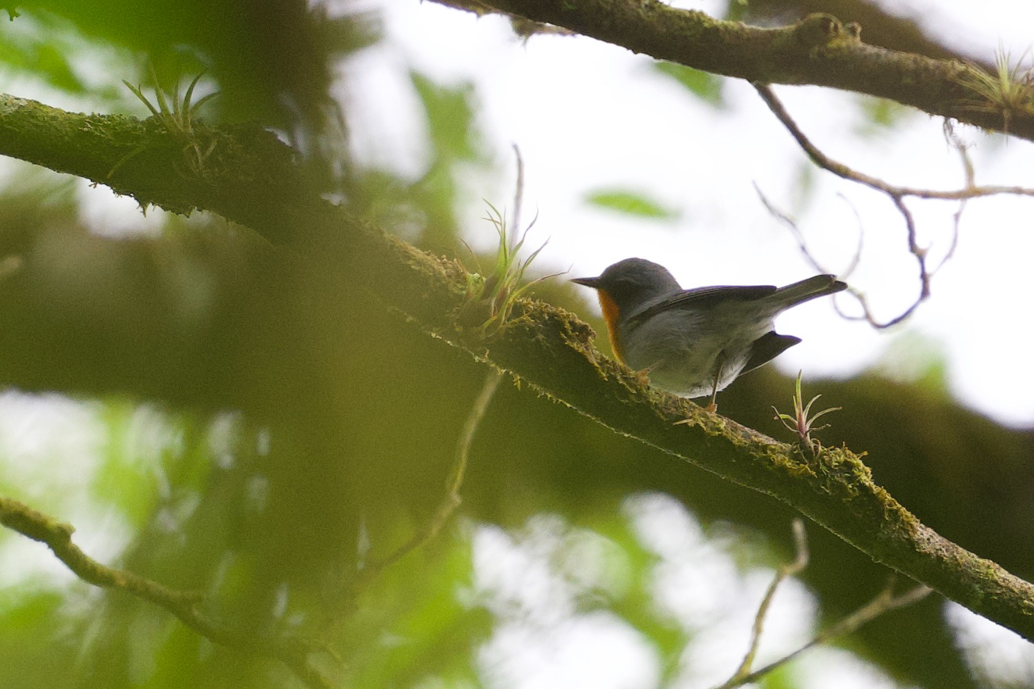Flame-throated Warbler