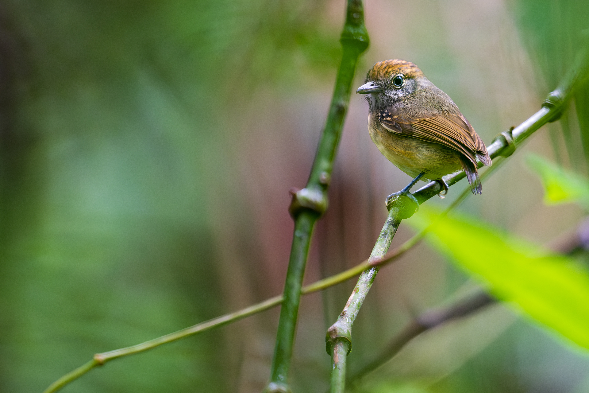 Streak-crowned Antvireo