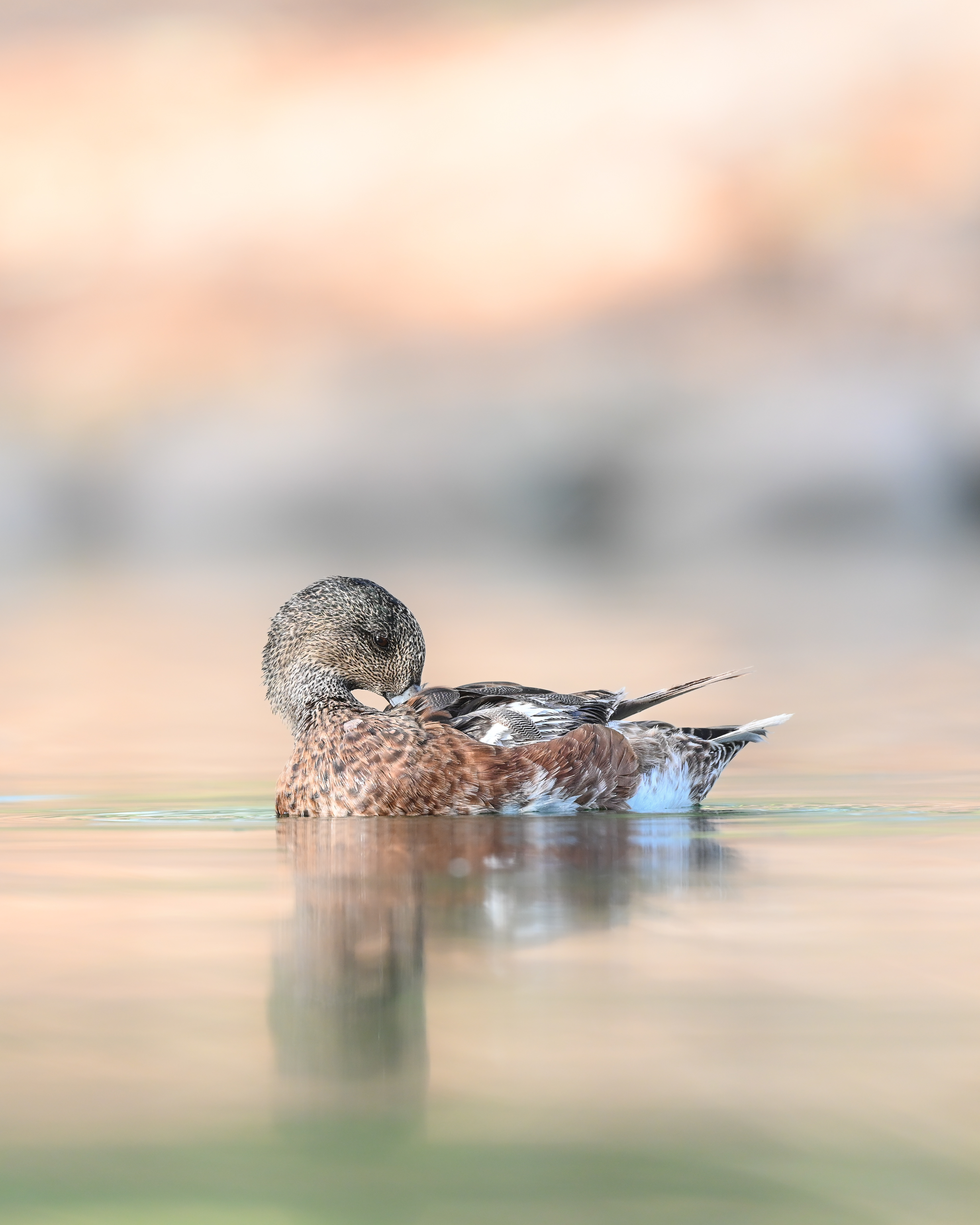 America Wigeon