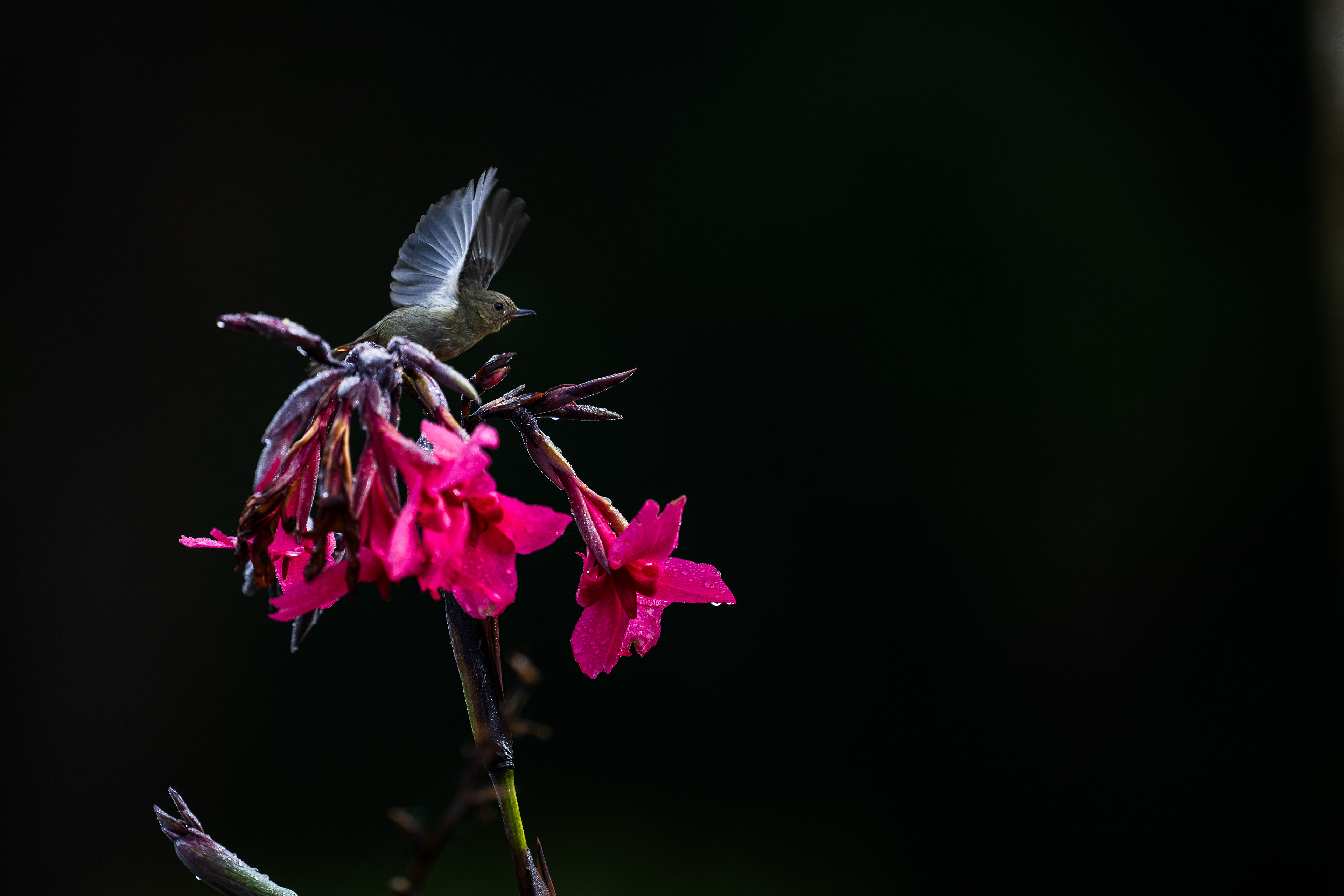 Slaty Flowerpiercer