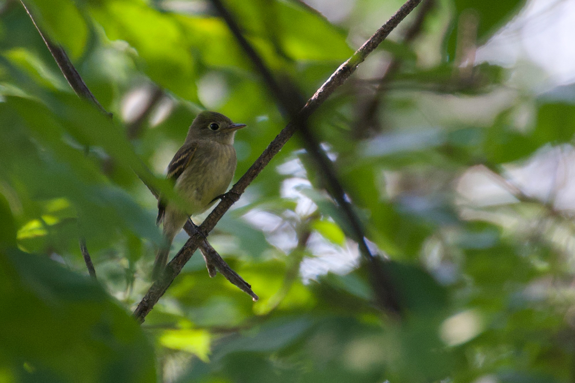 Western Flycatcher, interesting to see in town.