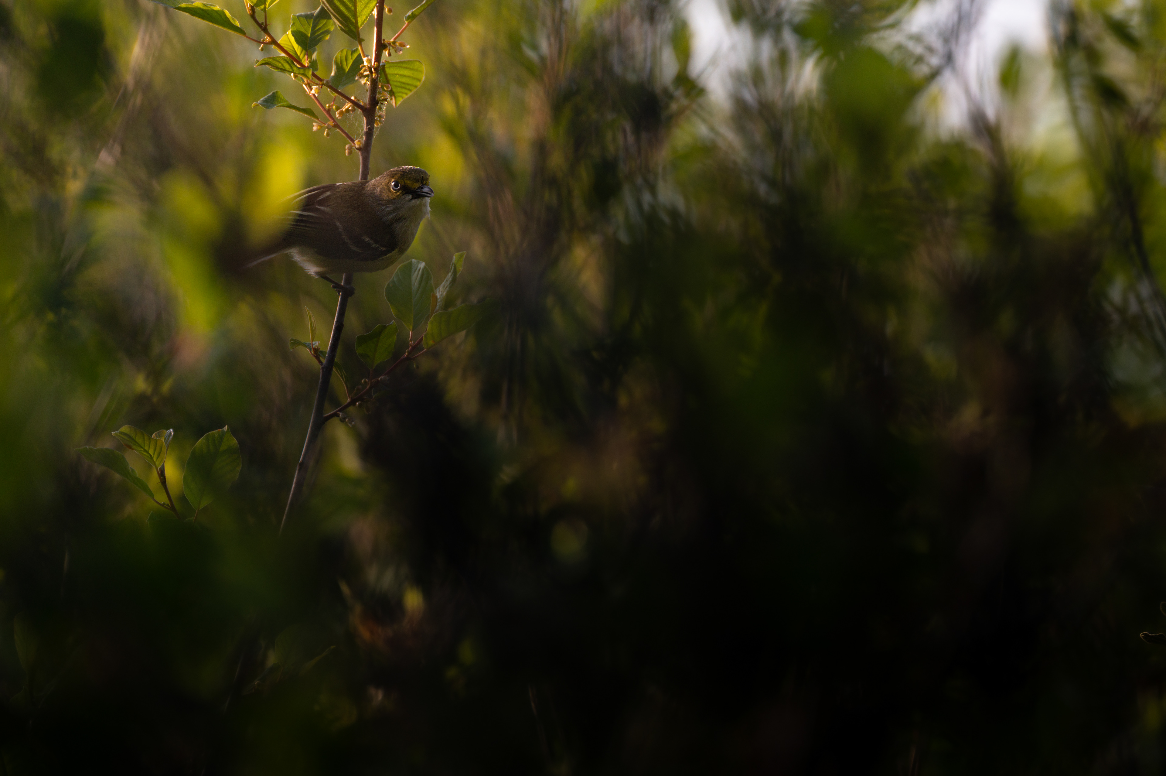 White-eyed Vireo