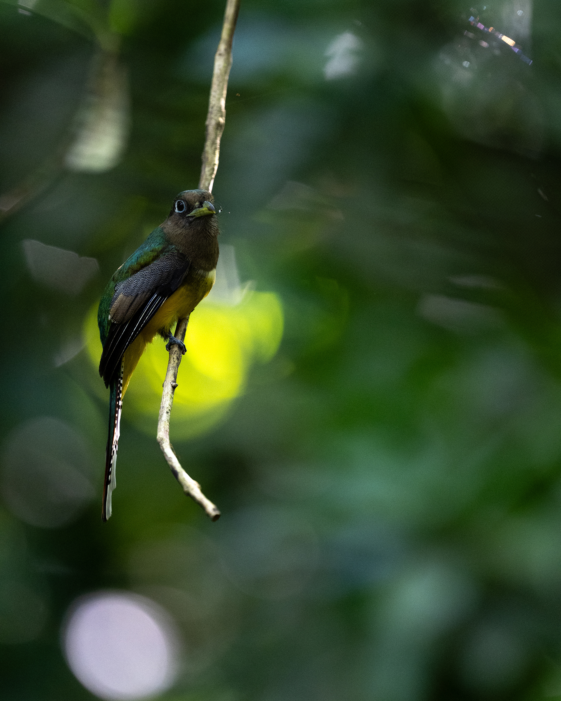 Northern Black-headed Trogon