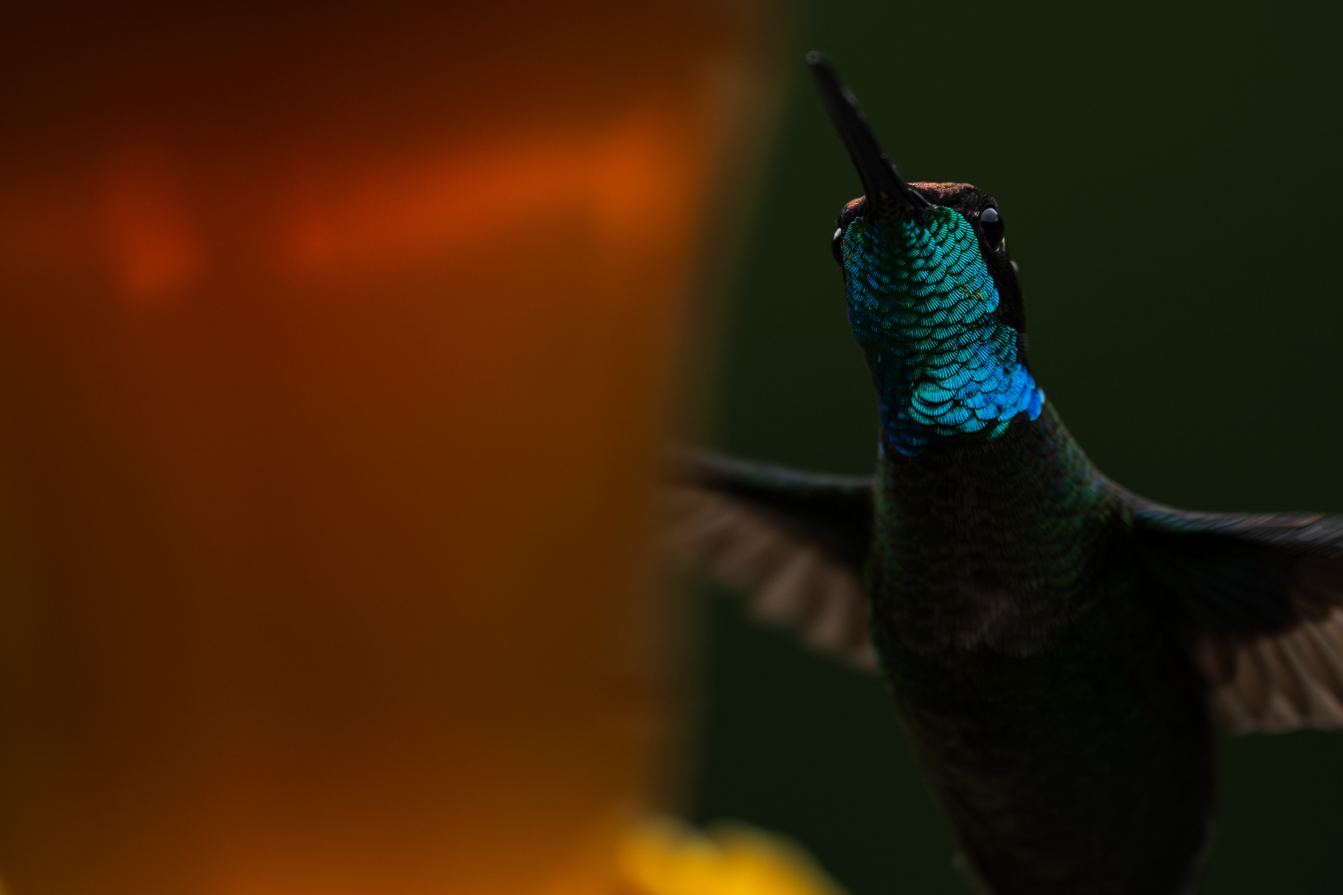 Talamanca Hummingbird