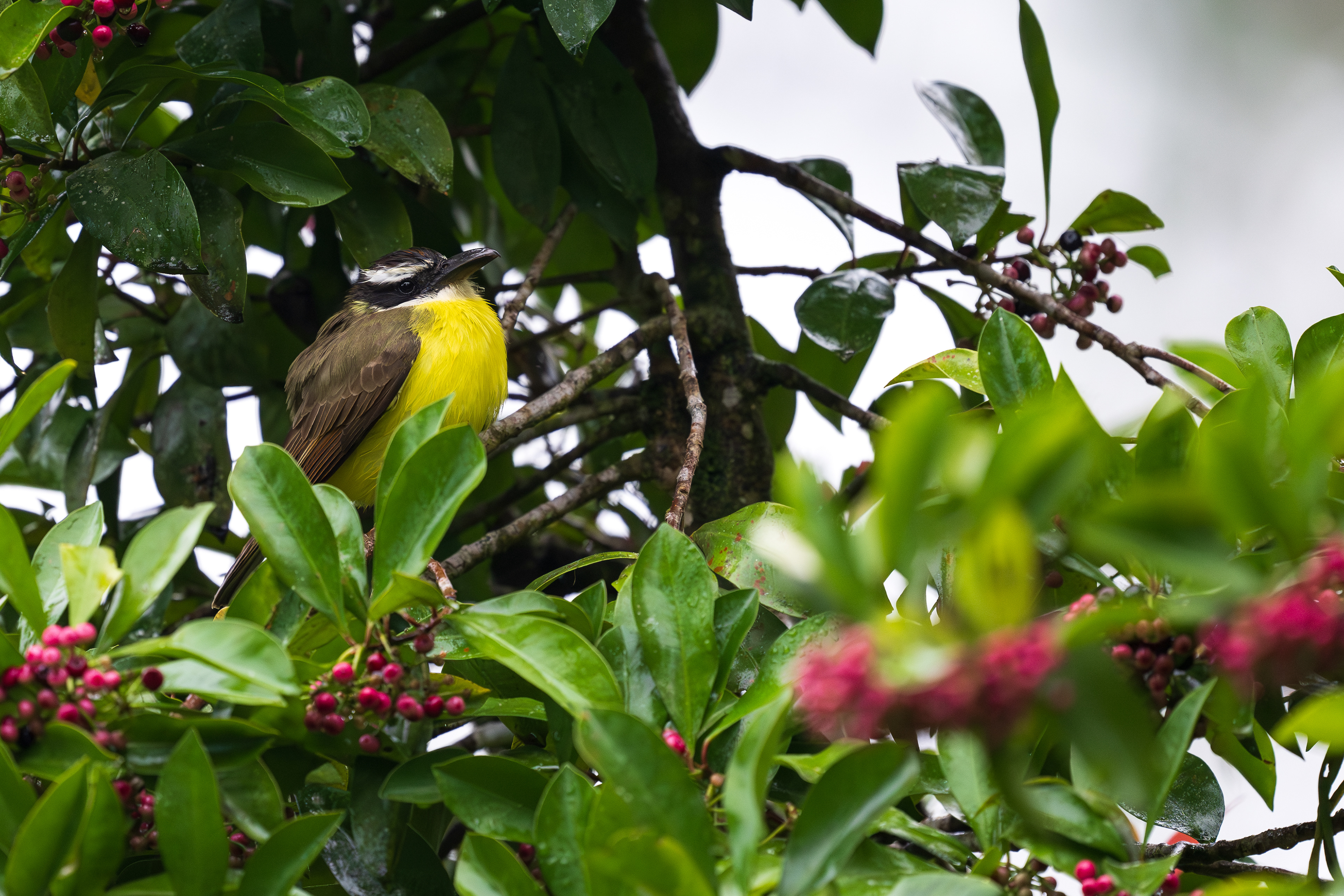 Boat-billed Flycatcher