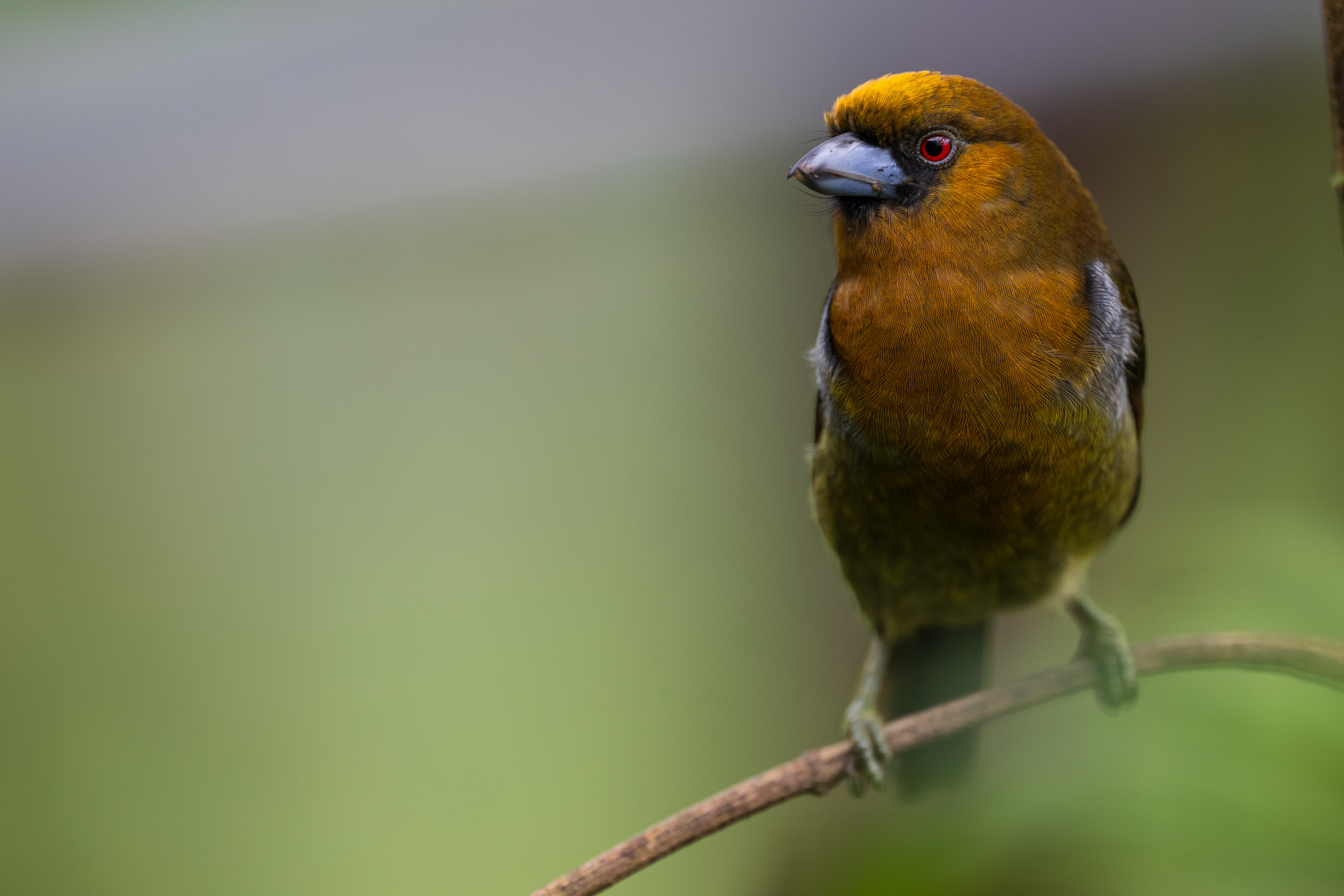 Prong-billed Barbet