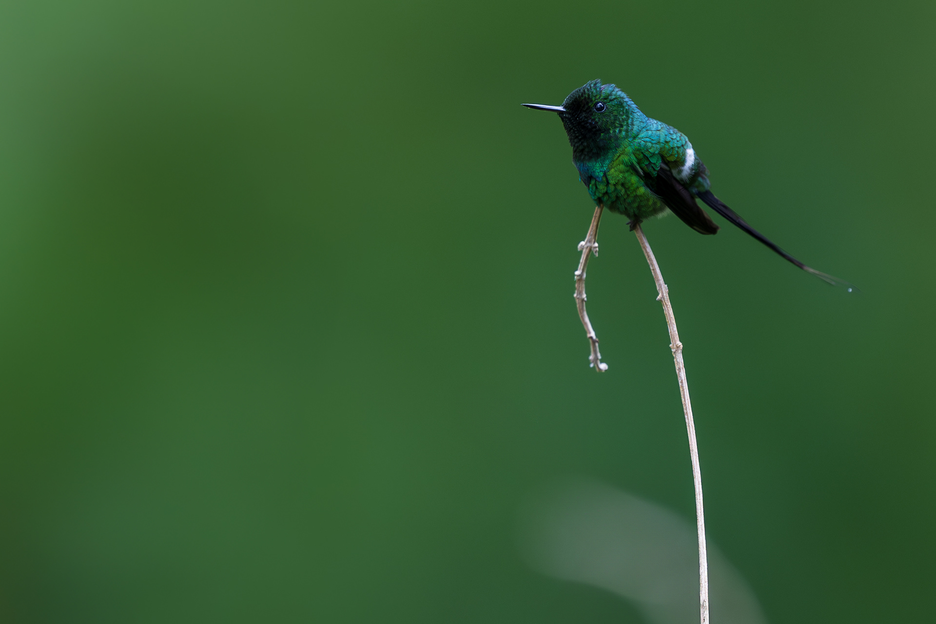 Green Thorntail