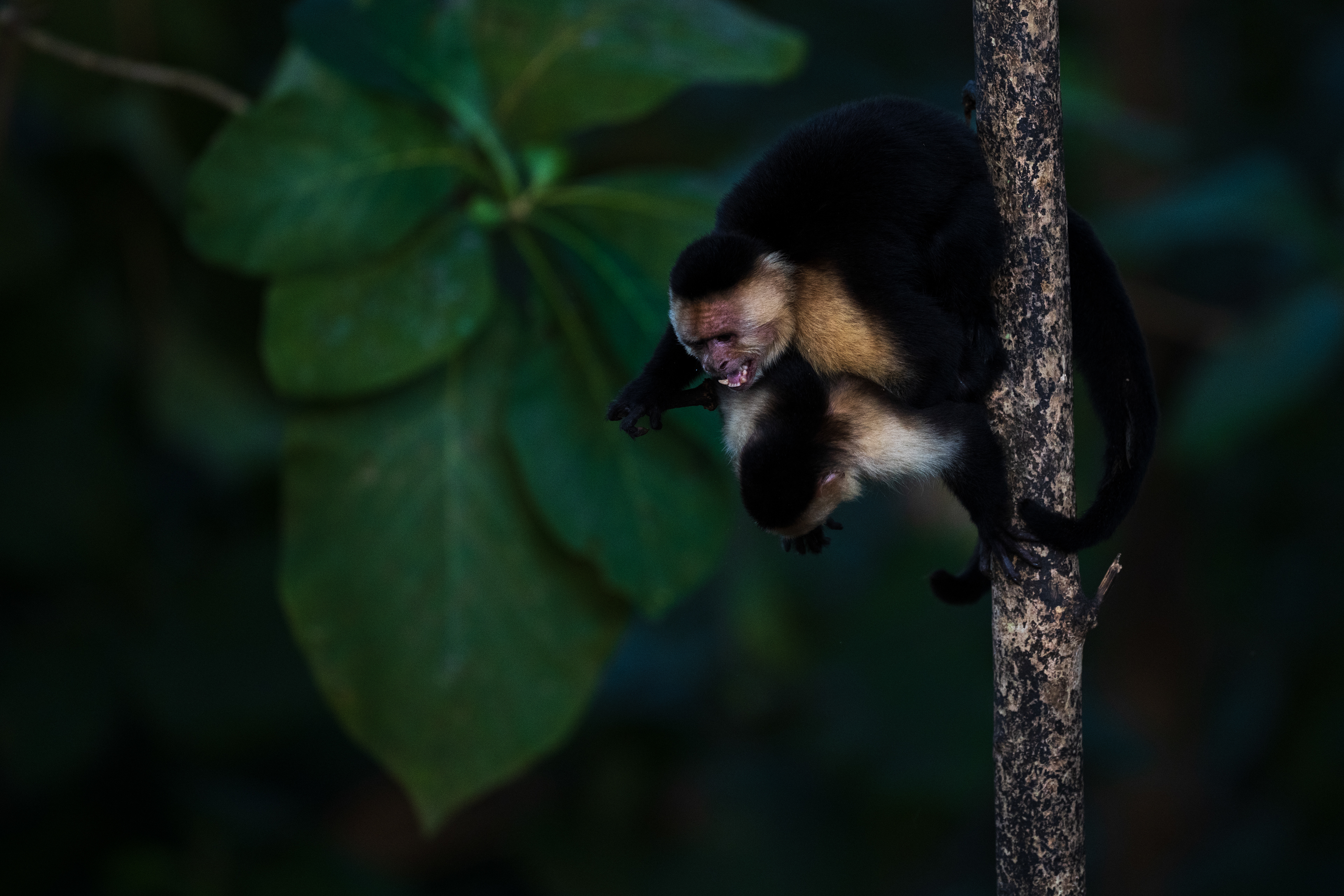 Central American White-faced Capuchin