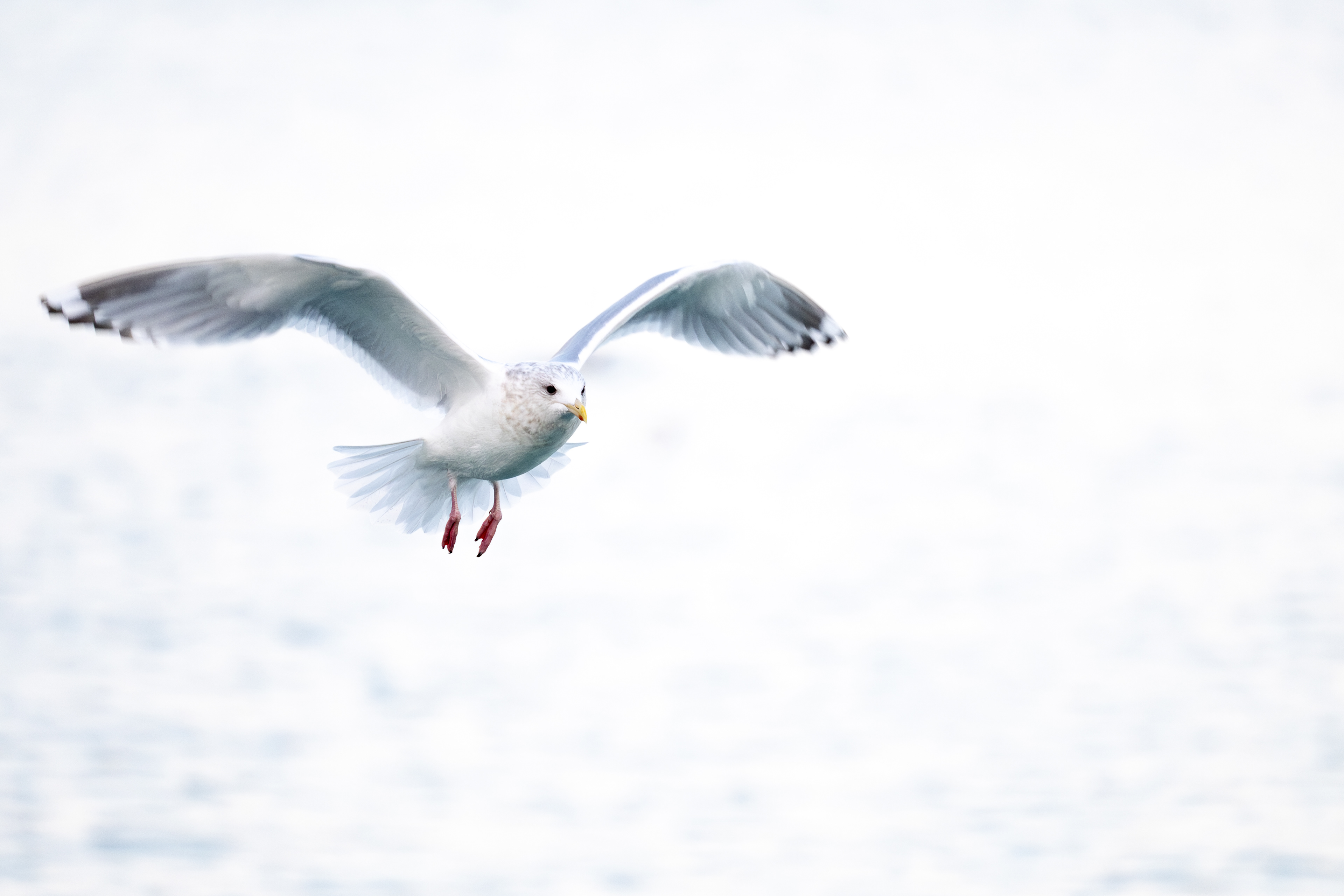 Thayer's Iceland Gull