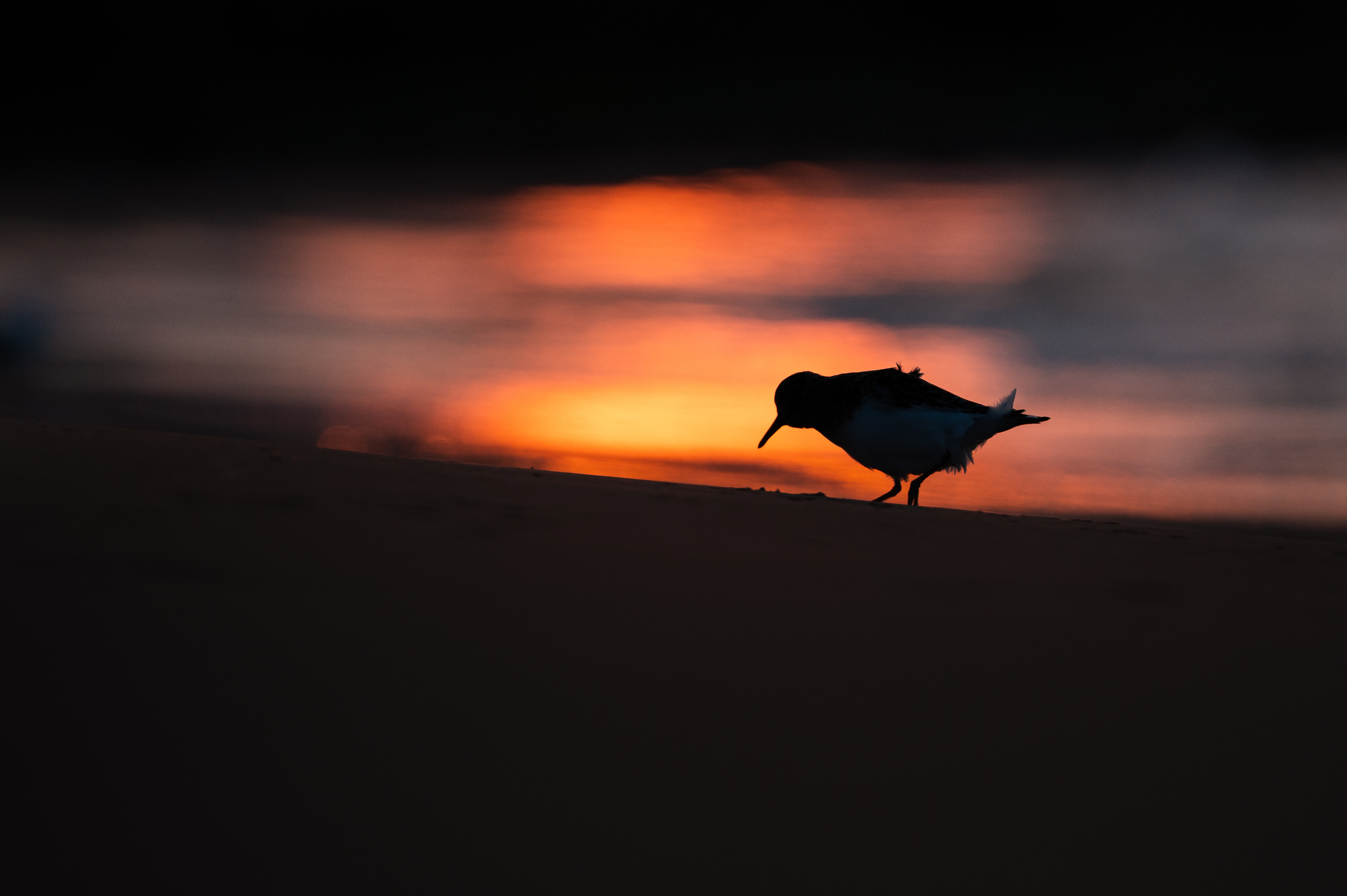 Sanderling