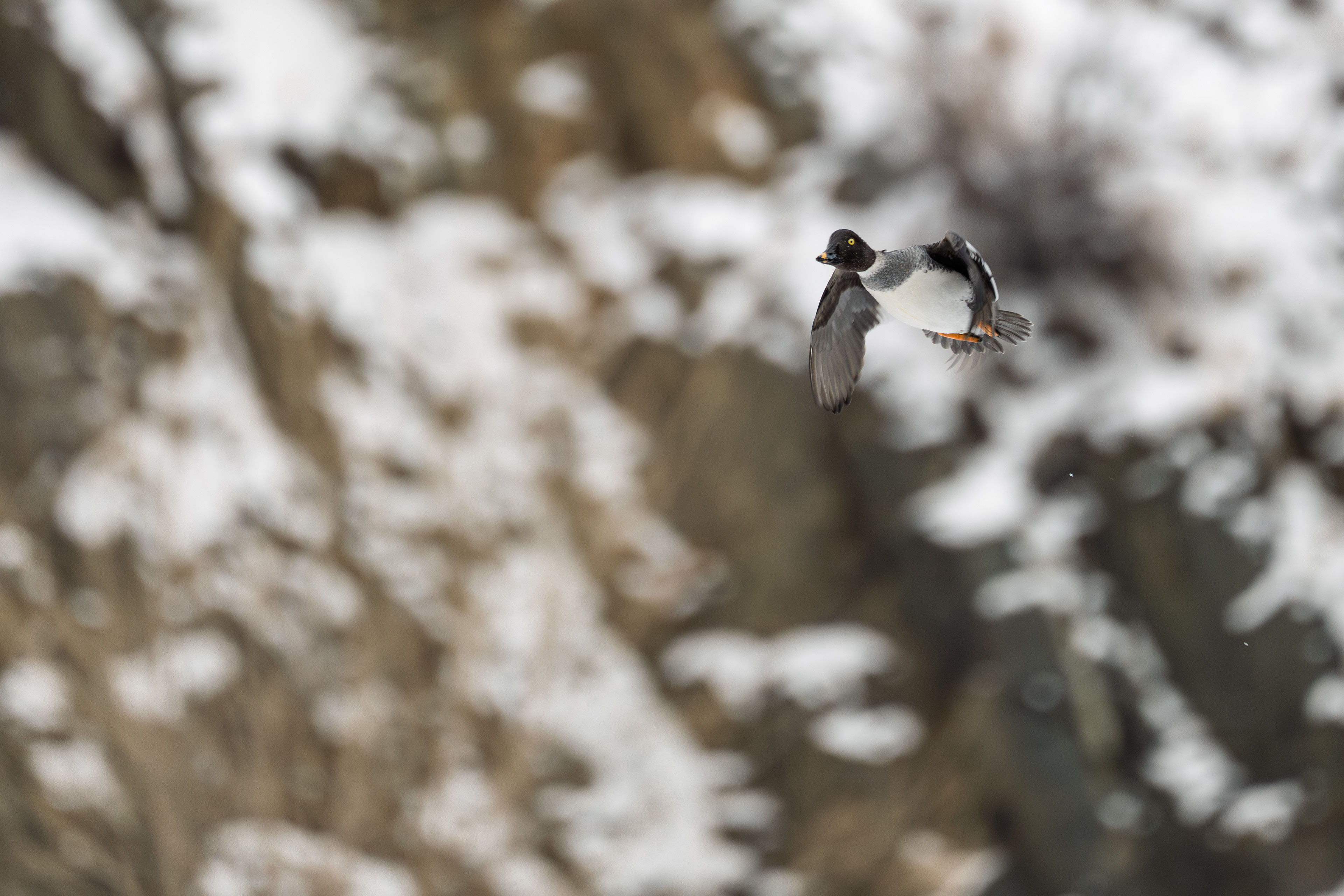 Common Goldeneye