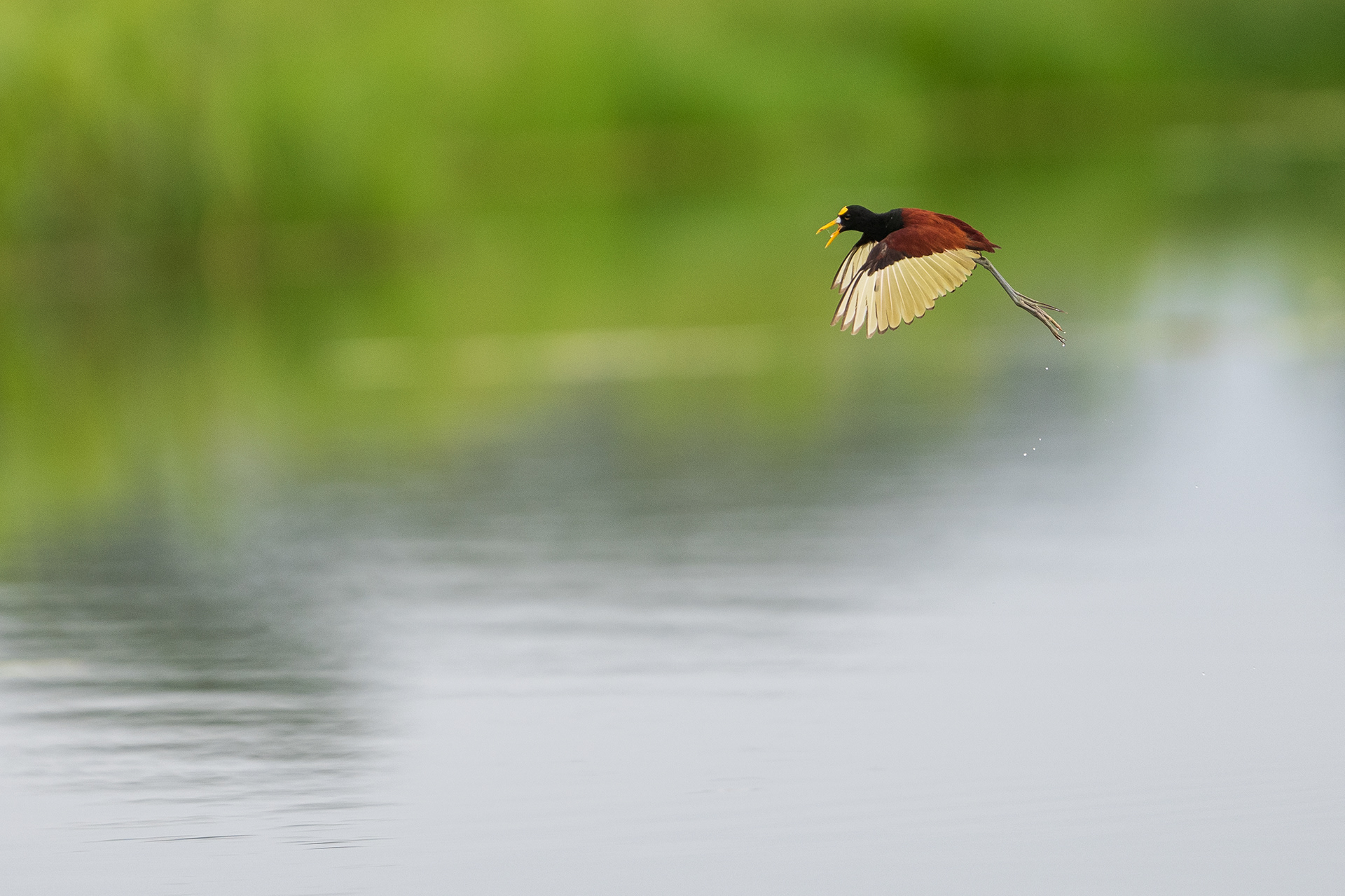 Northern Jacana