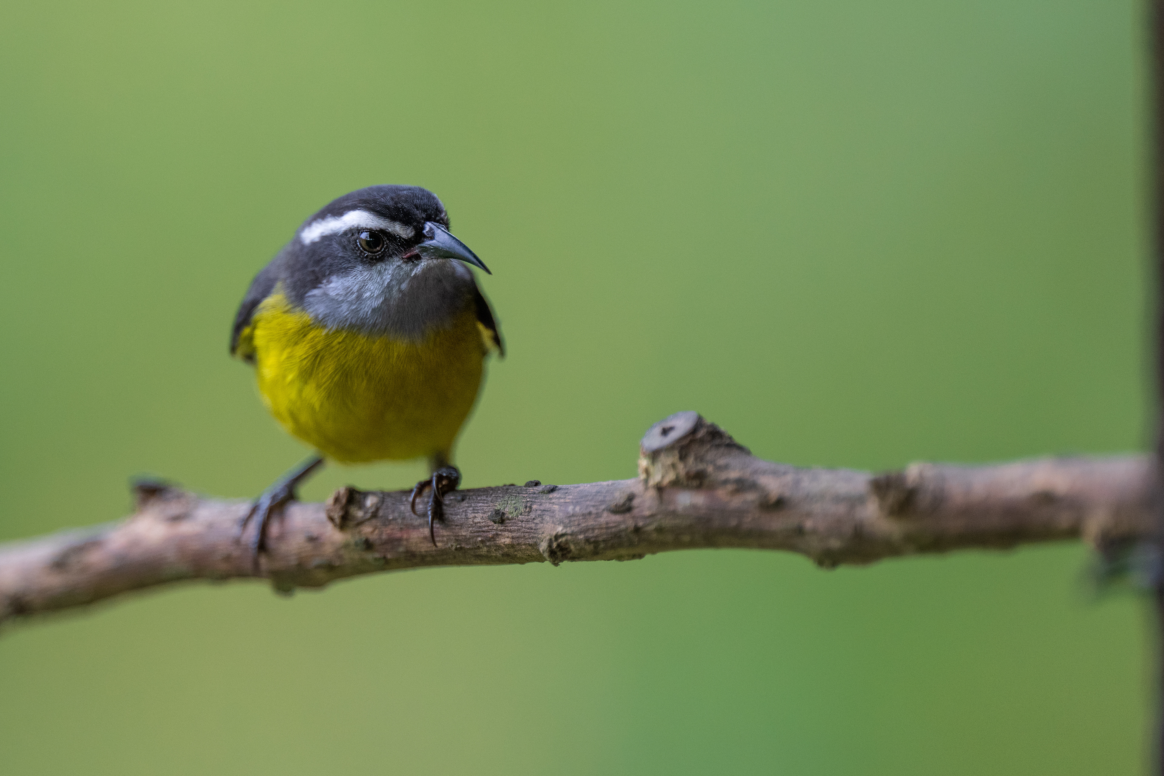 Bananaquit