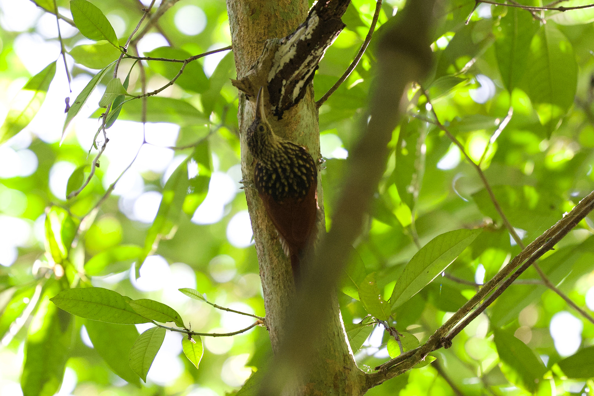 Black-striped Woodcreeper