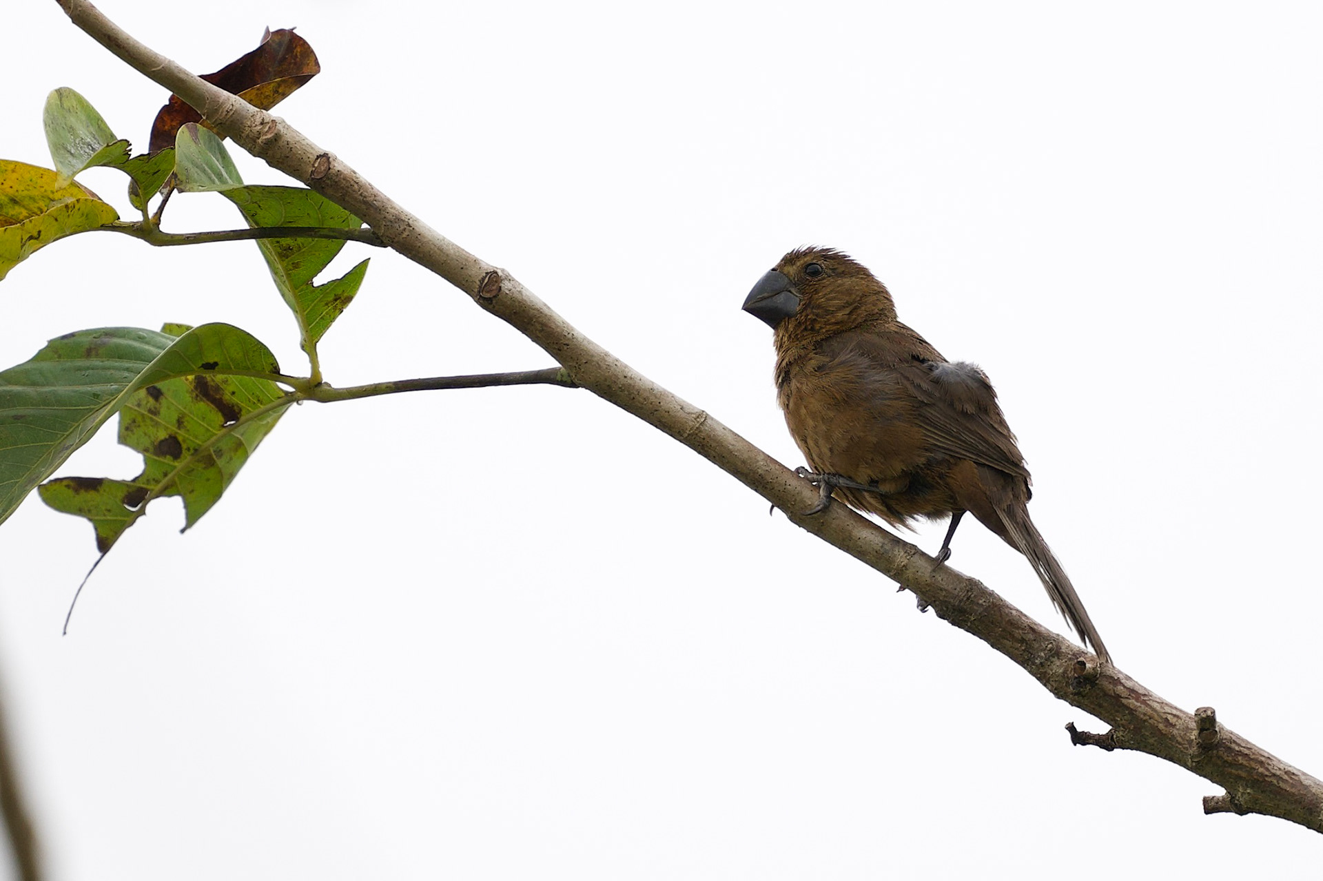 Nicaraguan Seed-Finch