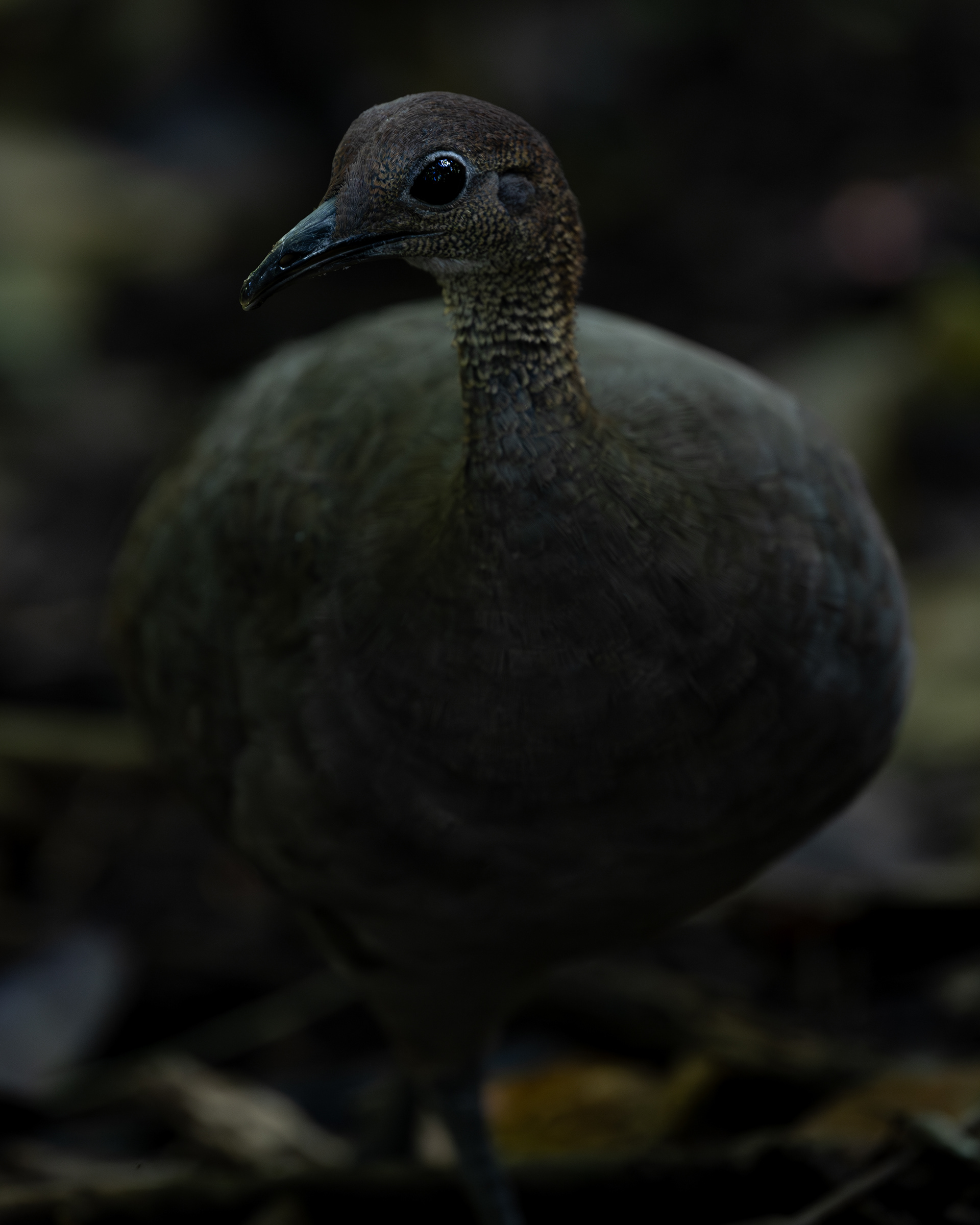 Great Tinamou