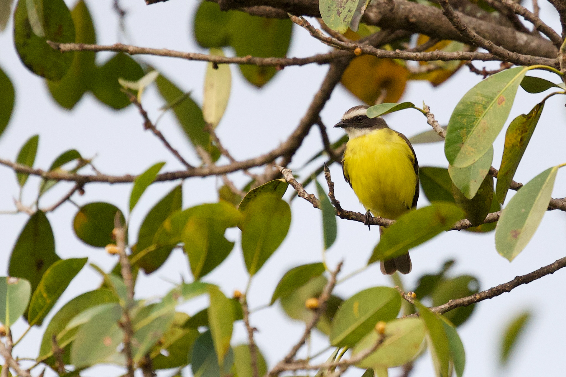 Social Flycatcher