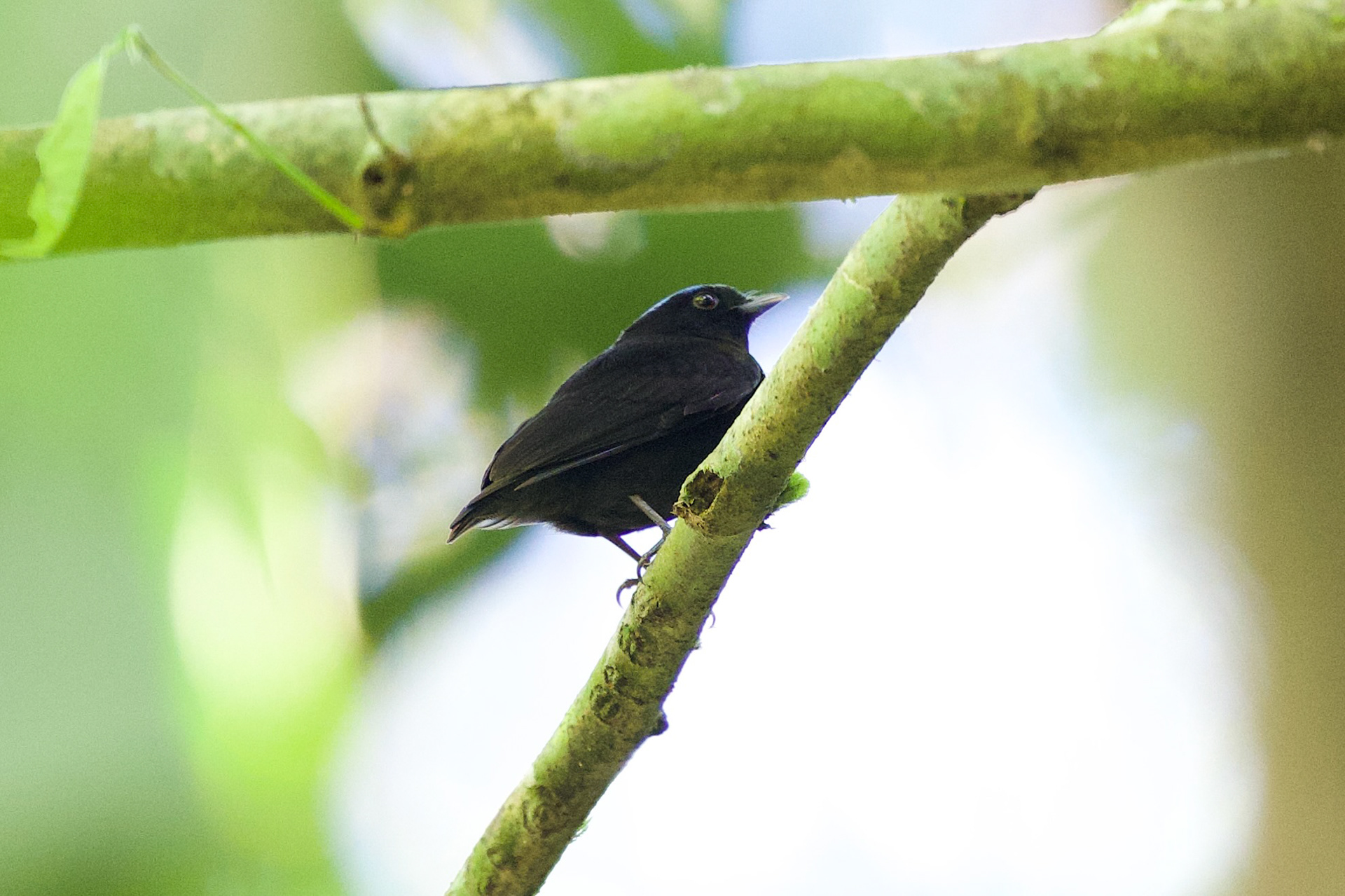 Velvety Manakin