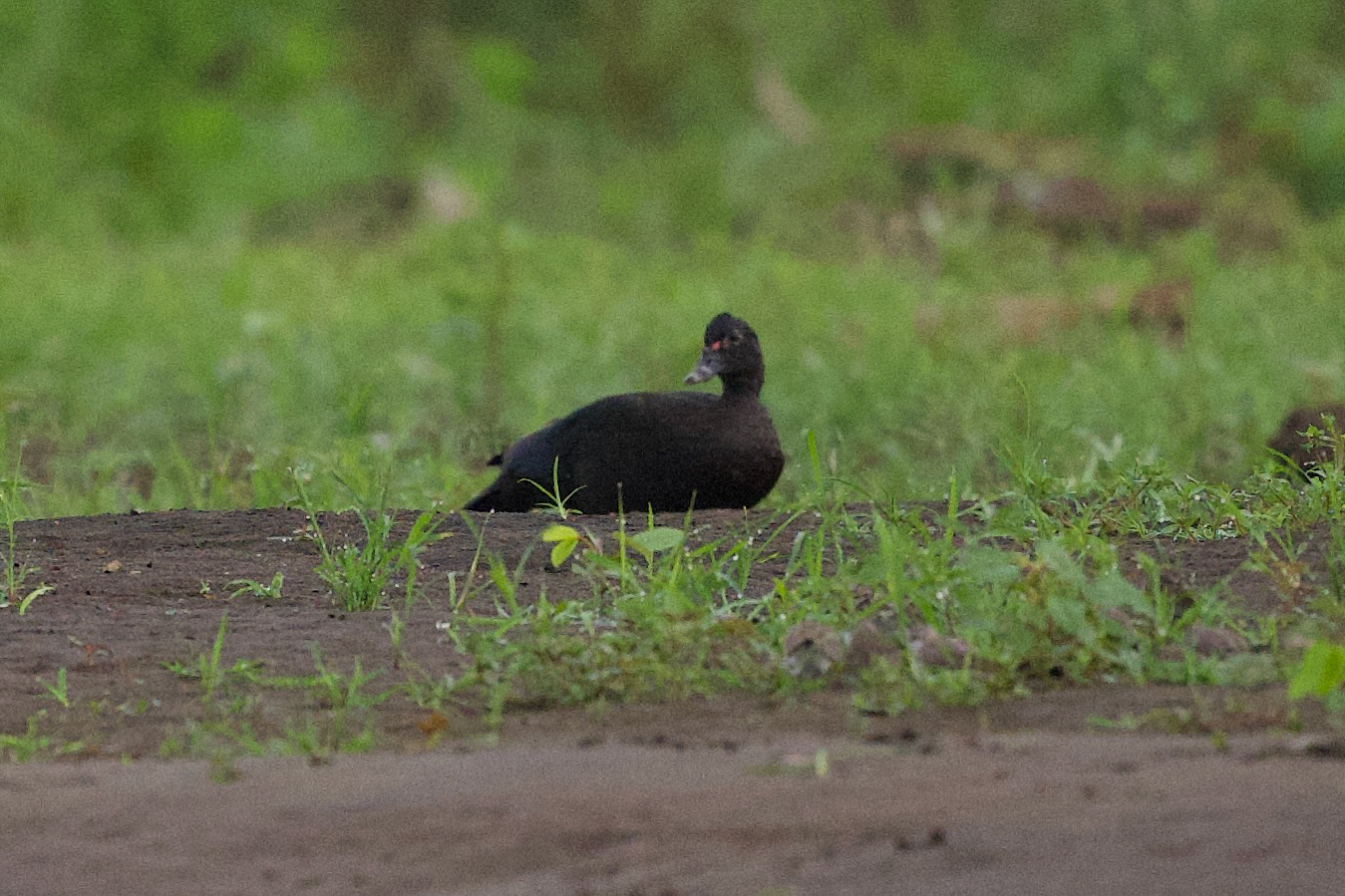 Muscovy Duck
