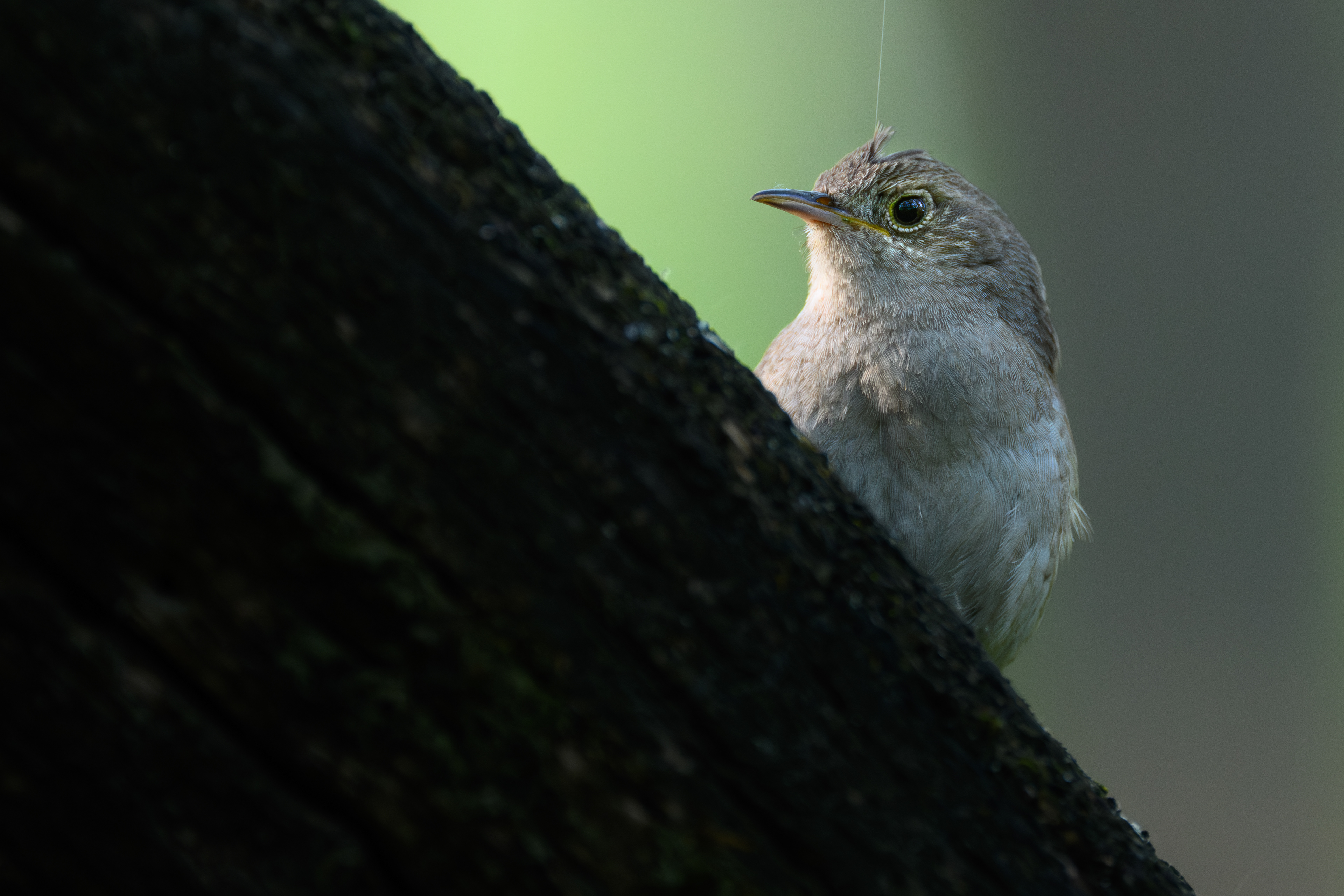 House Wren