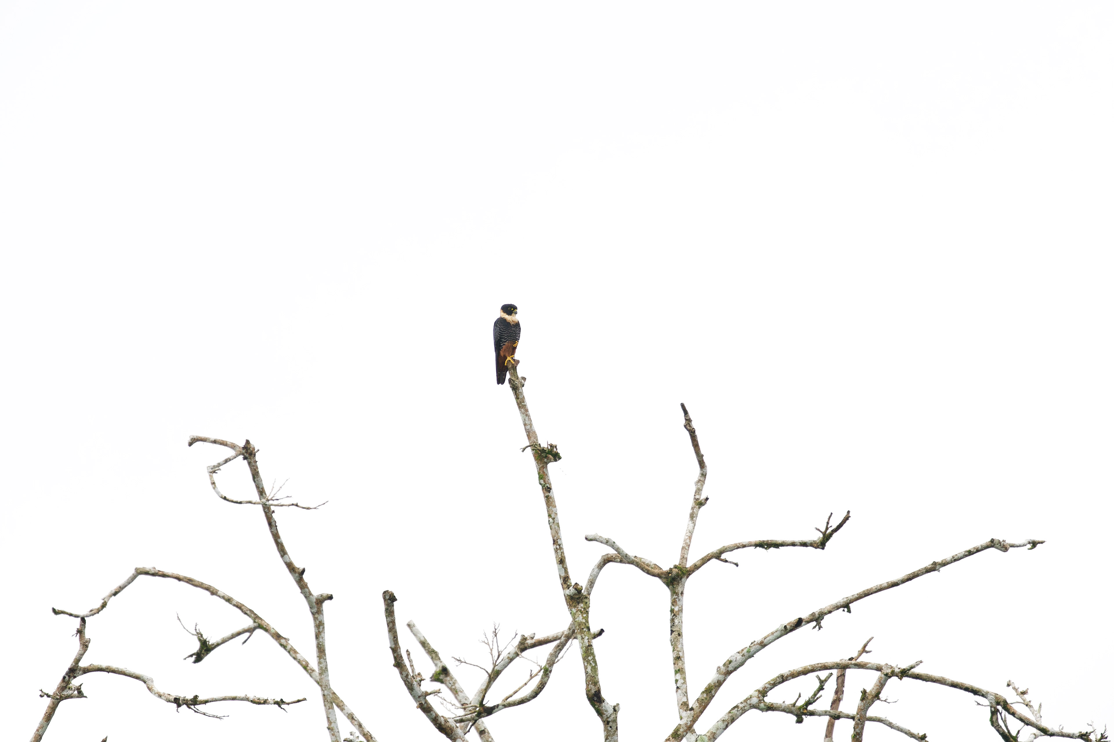 Bat Falcon