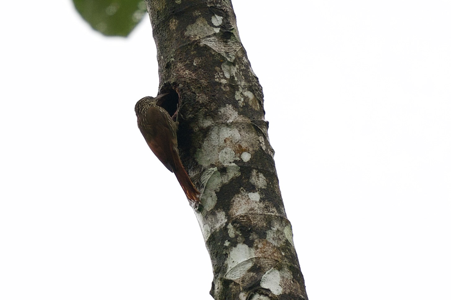 Streak-headed Woodcreeper