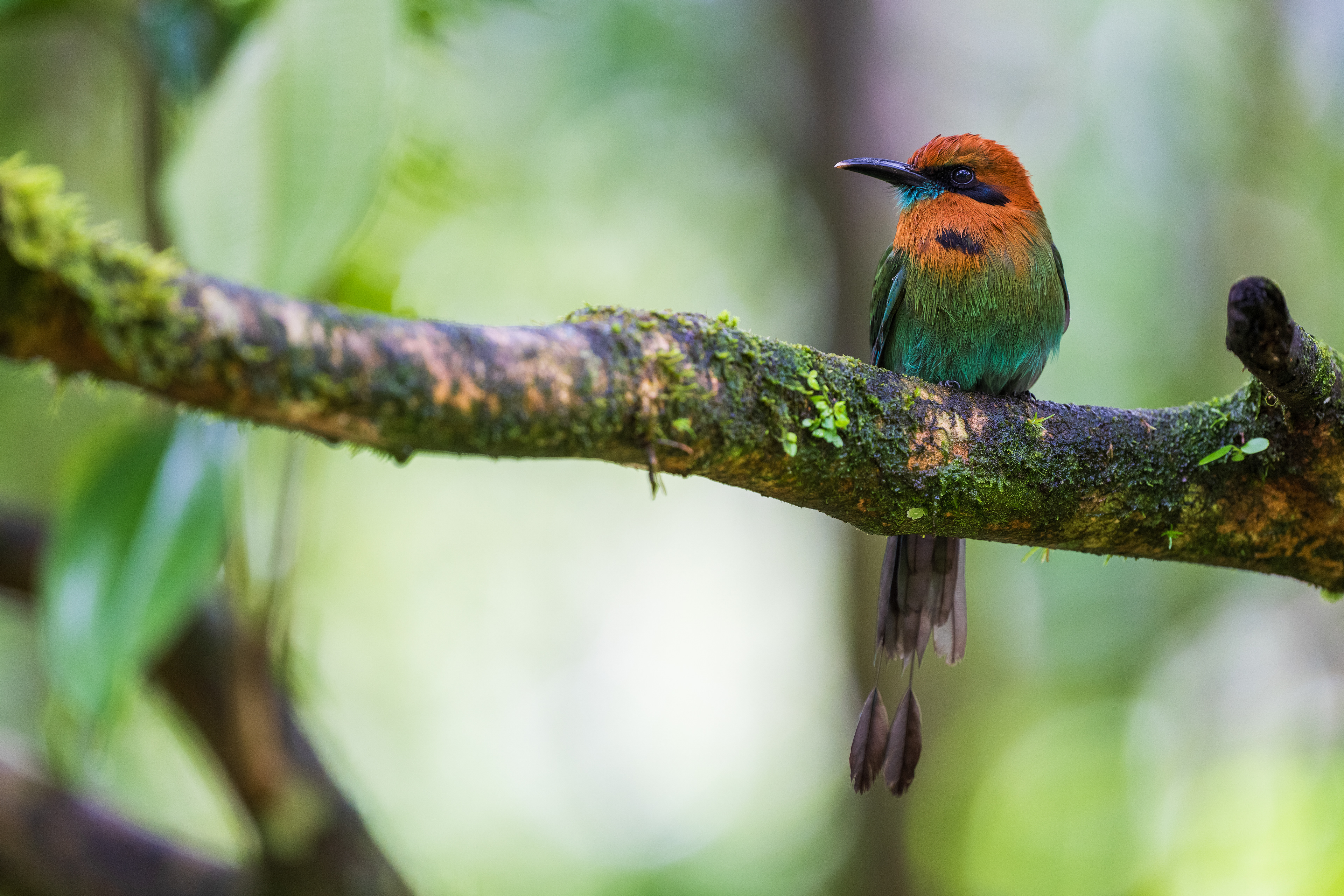 Broad-billed Motmot