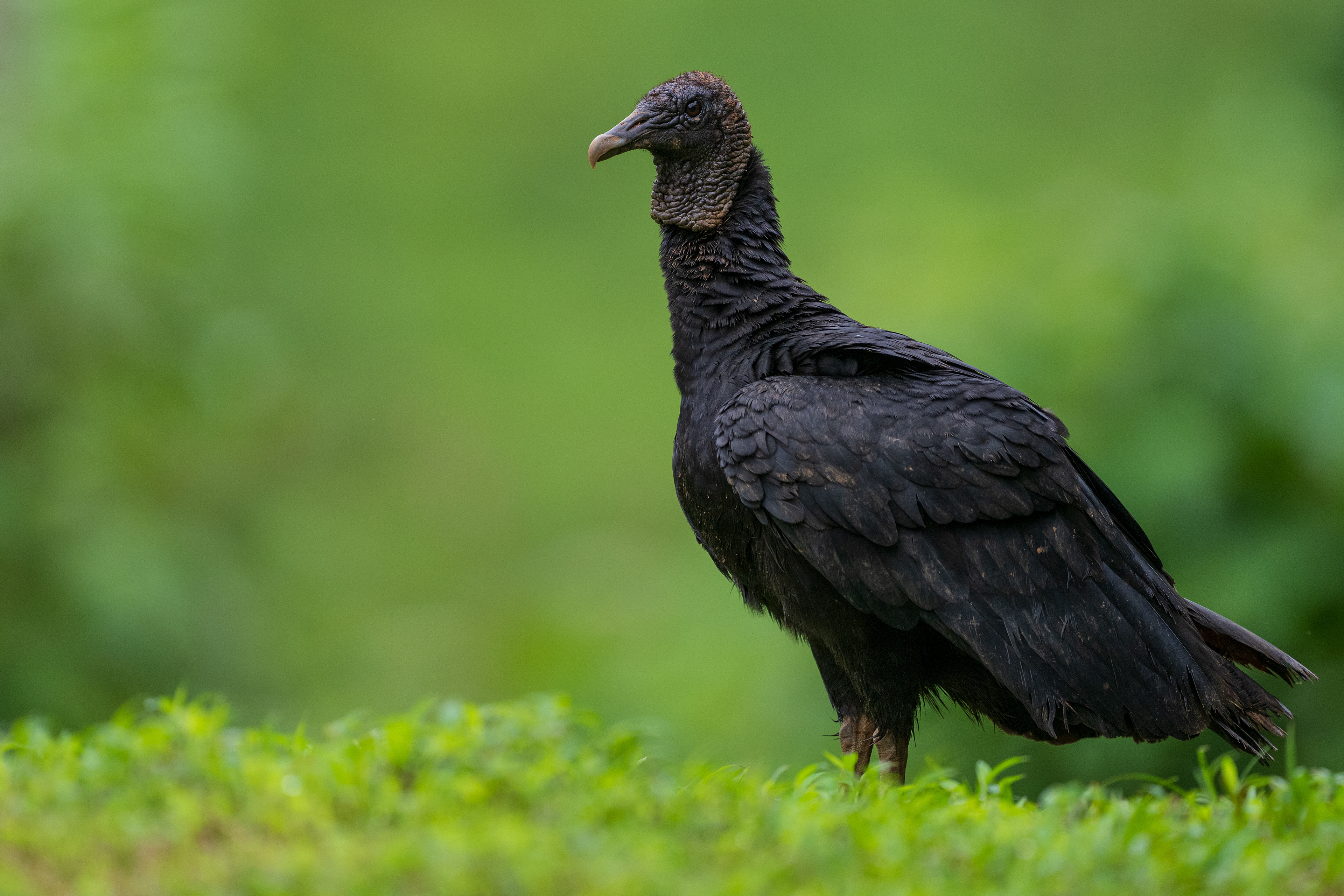 Black Vulture
