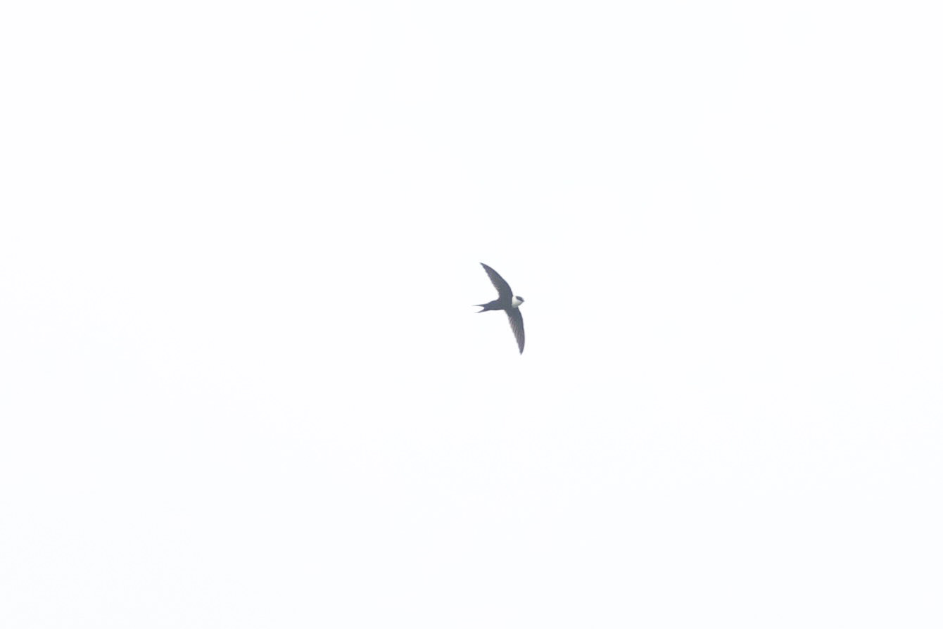 Lesser Swallow-tailed Swift