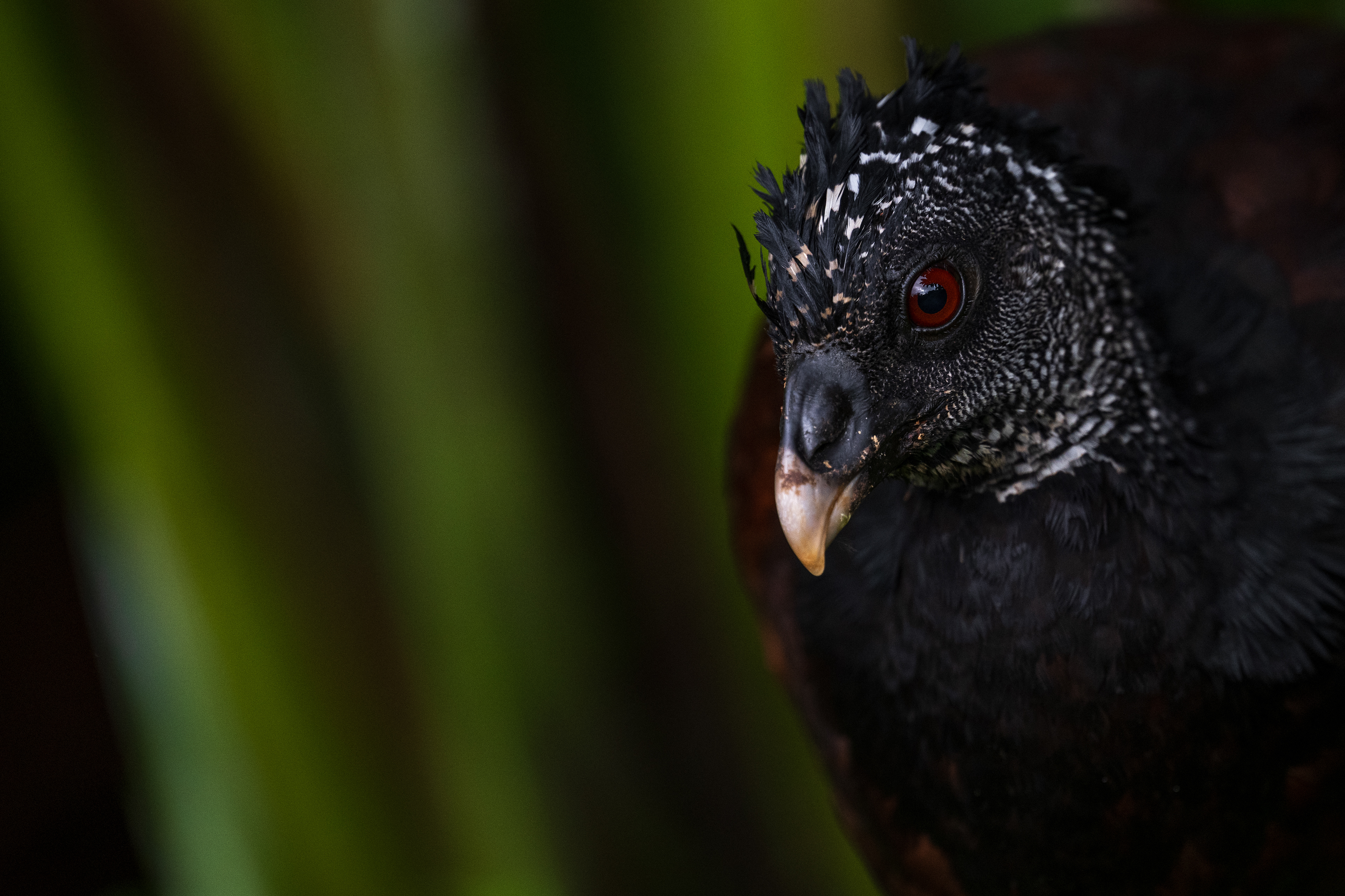 Great Curassow