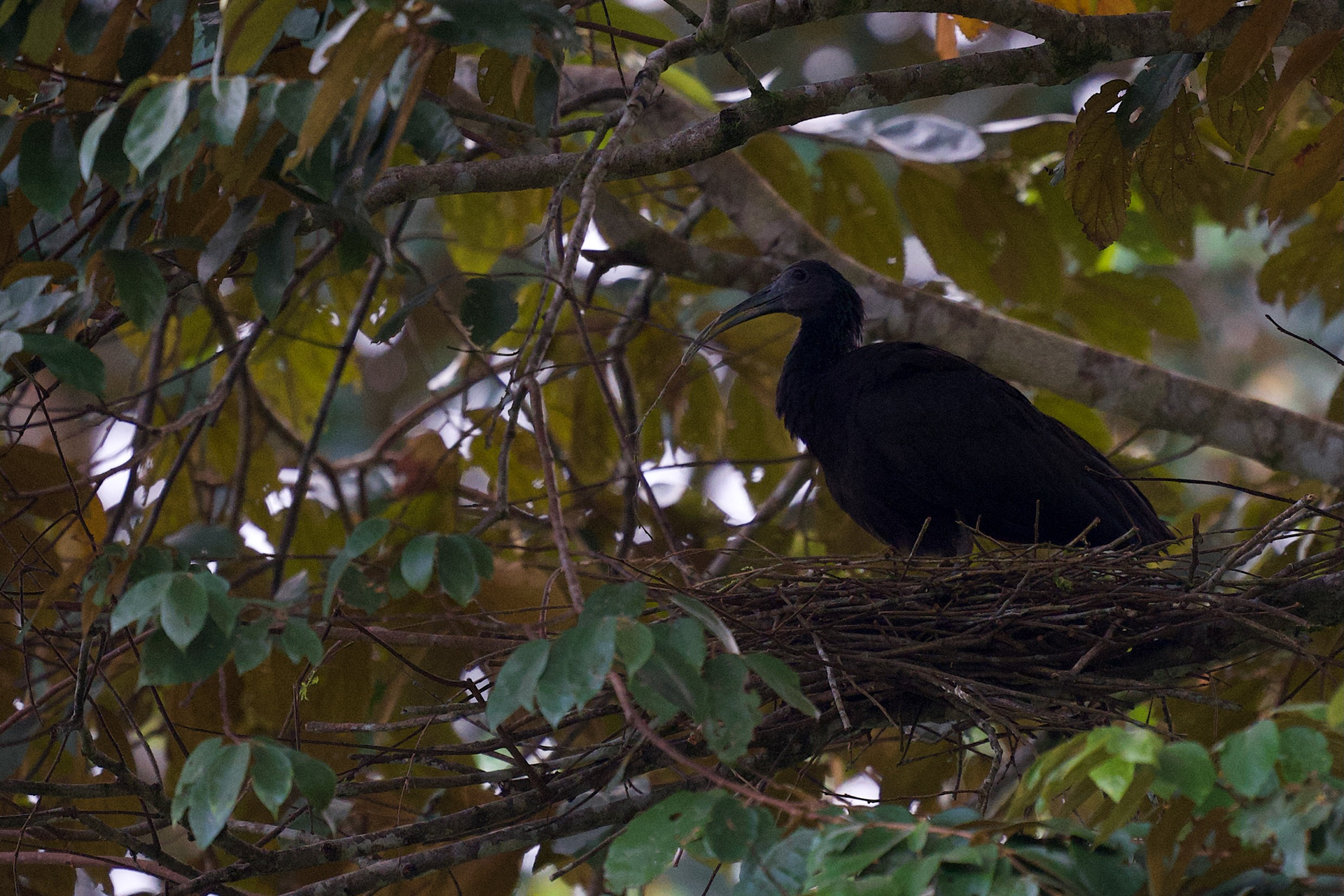 Green Ibis