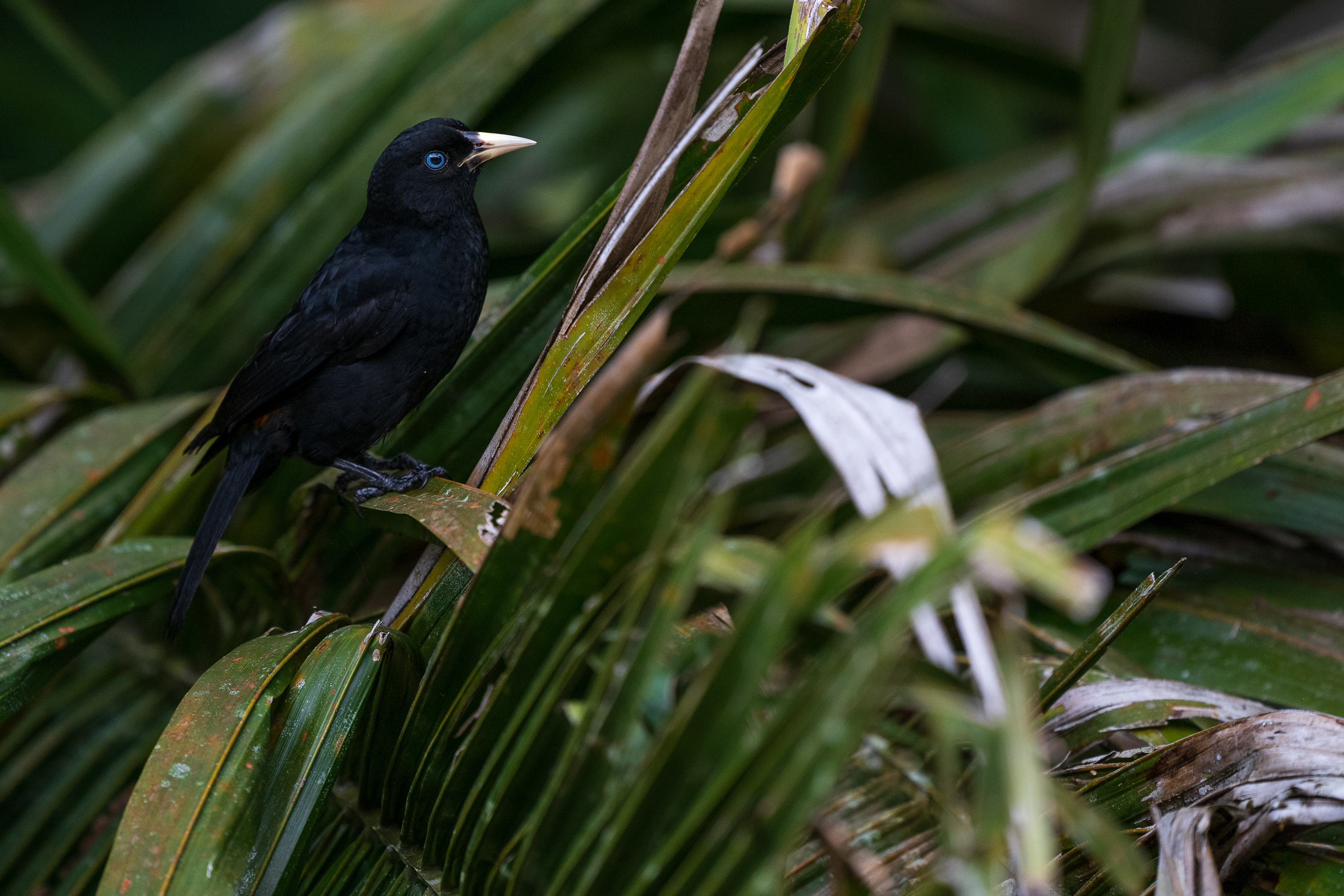 Scarlet-rumped Cacique