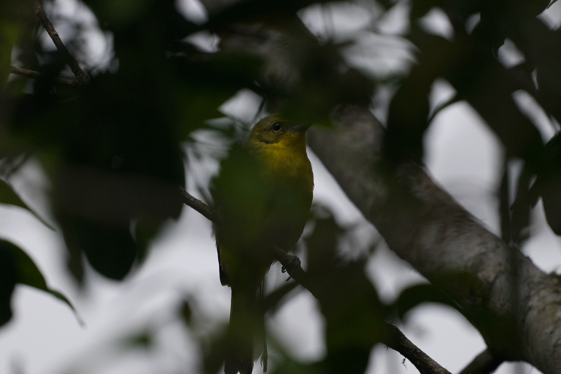 Flame-colored Tanager