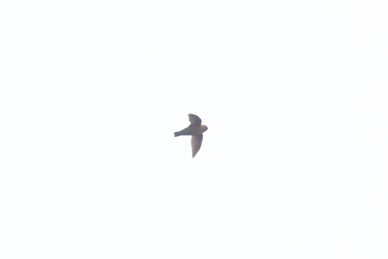 Chestnut-collared Swift