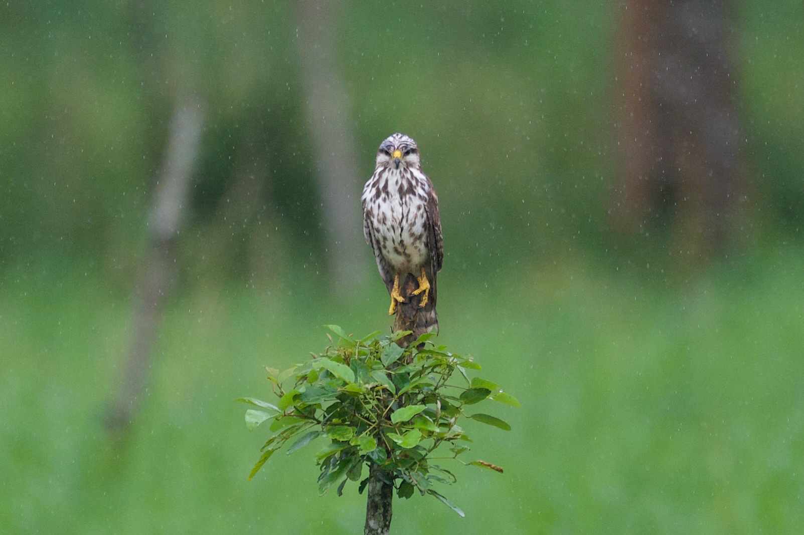 Gray Hawk