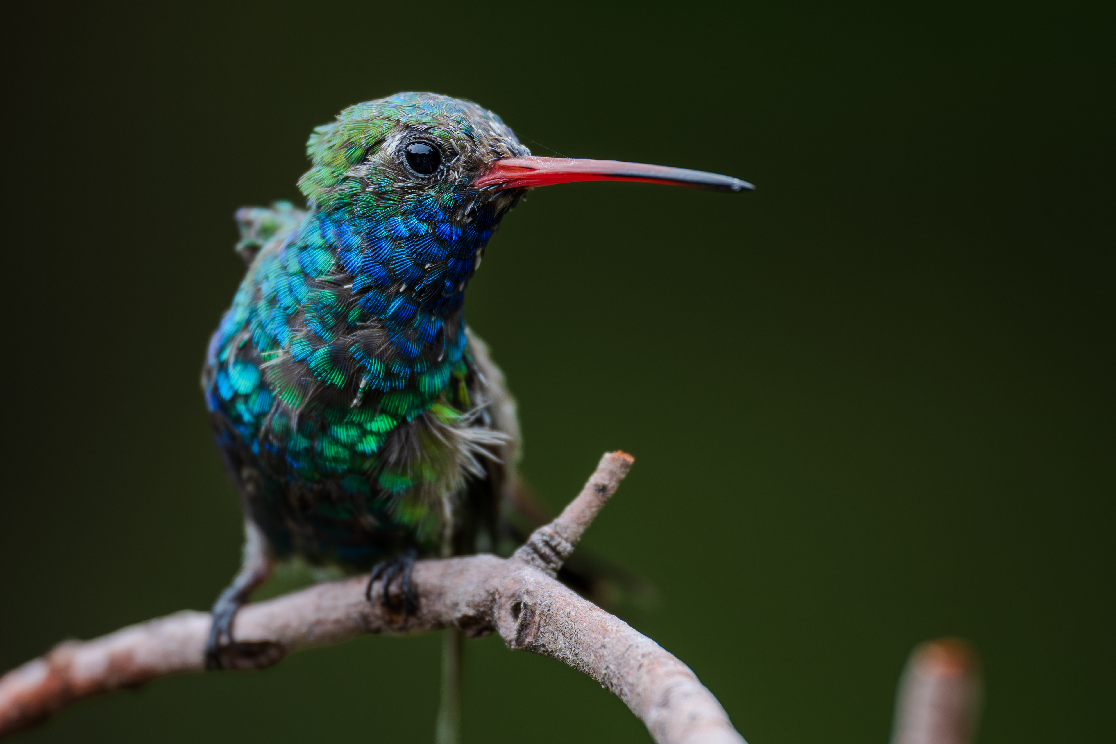 Broad-billed Hummingbird