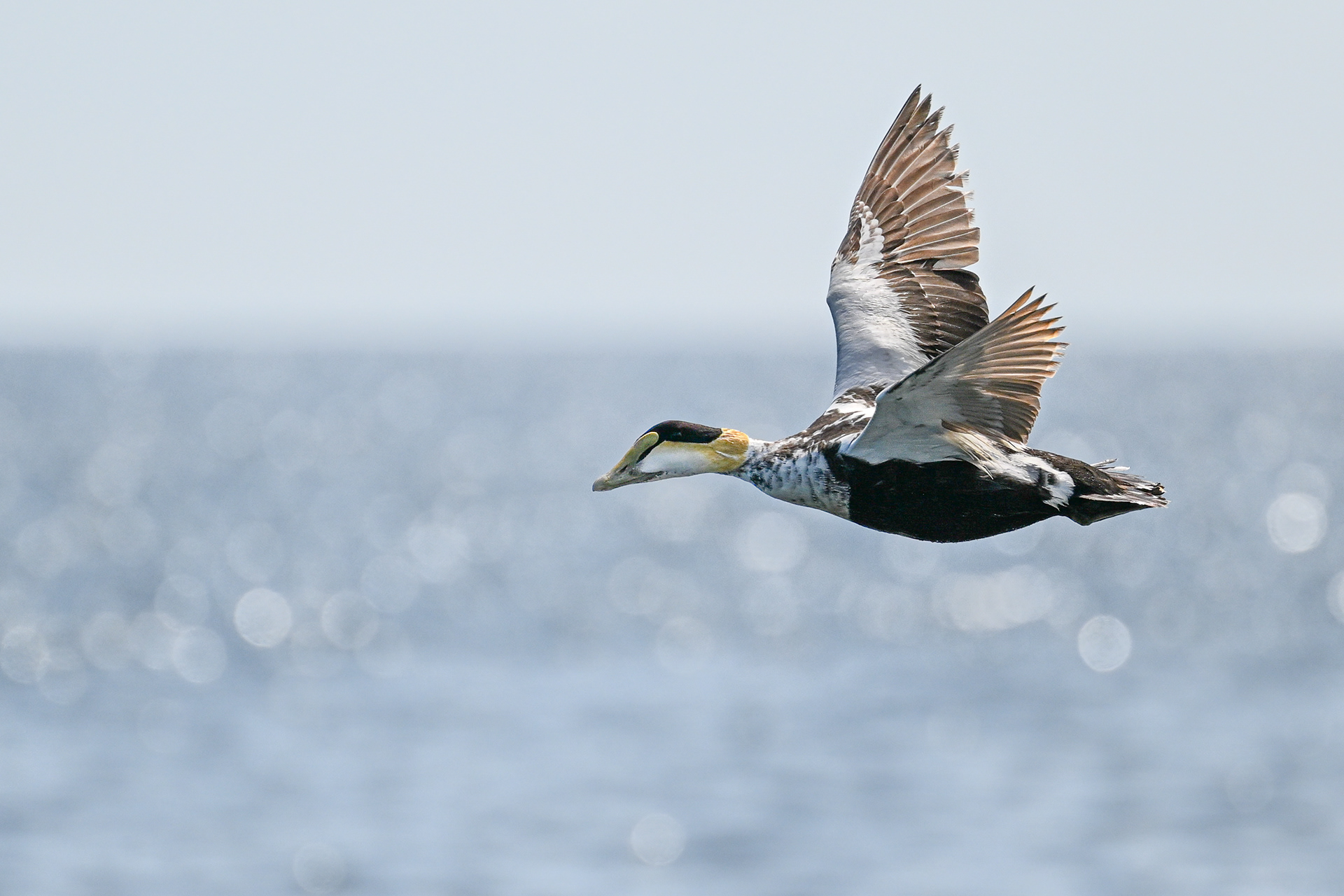 Common Eider