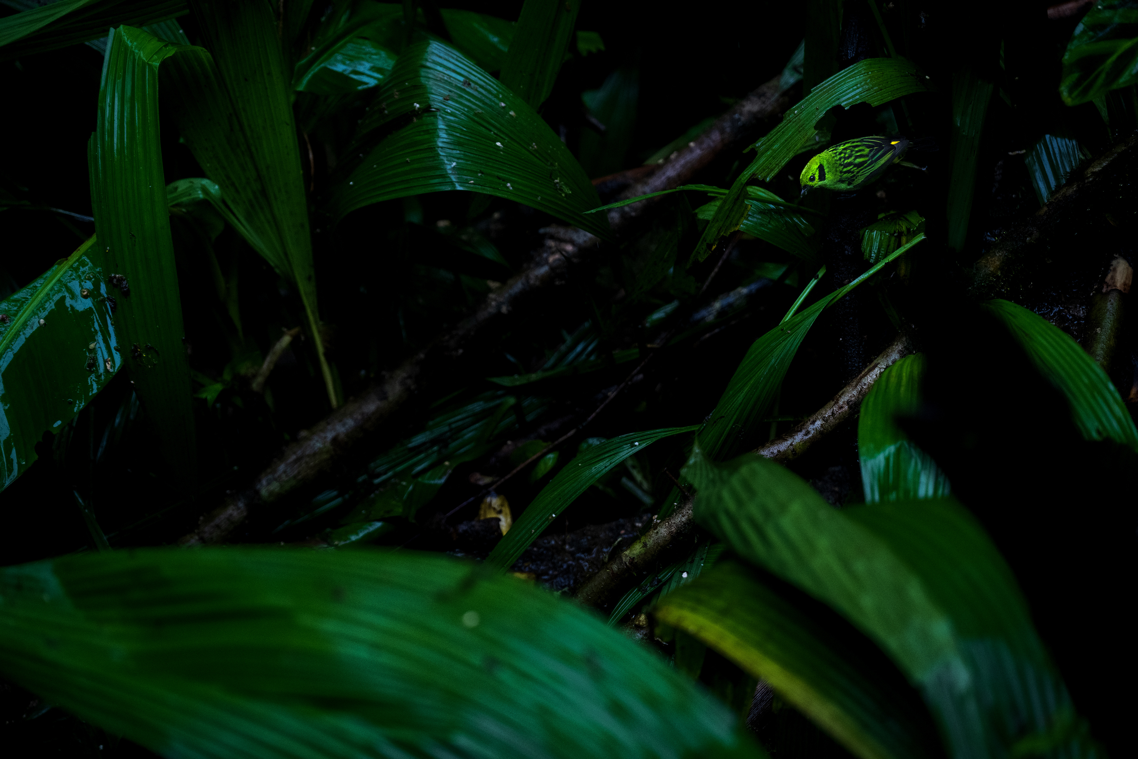 Emerald Tanager