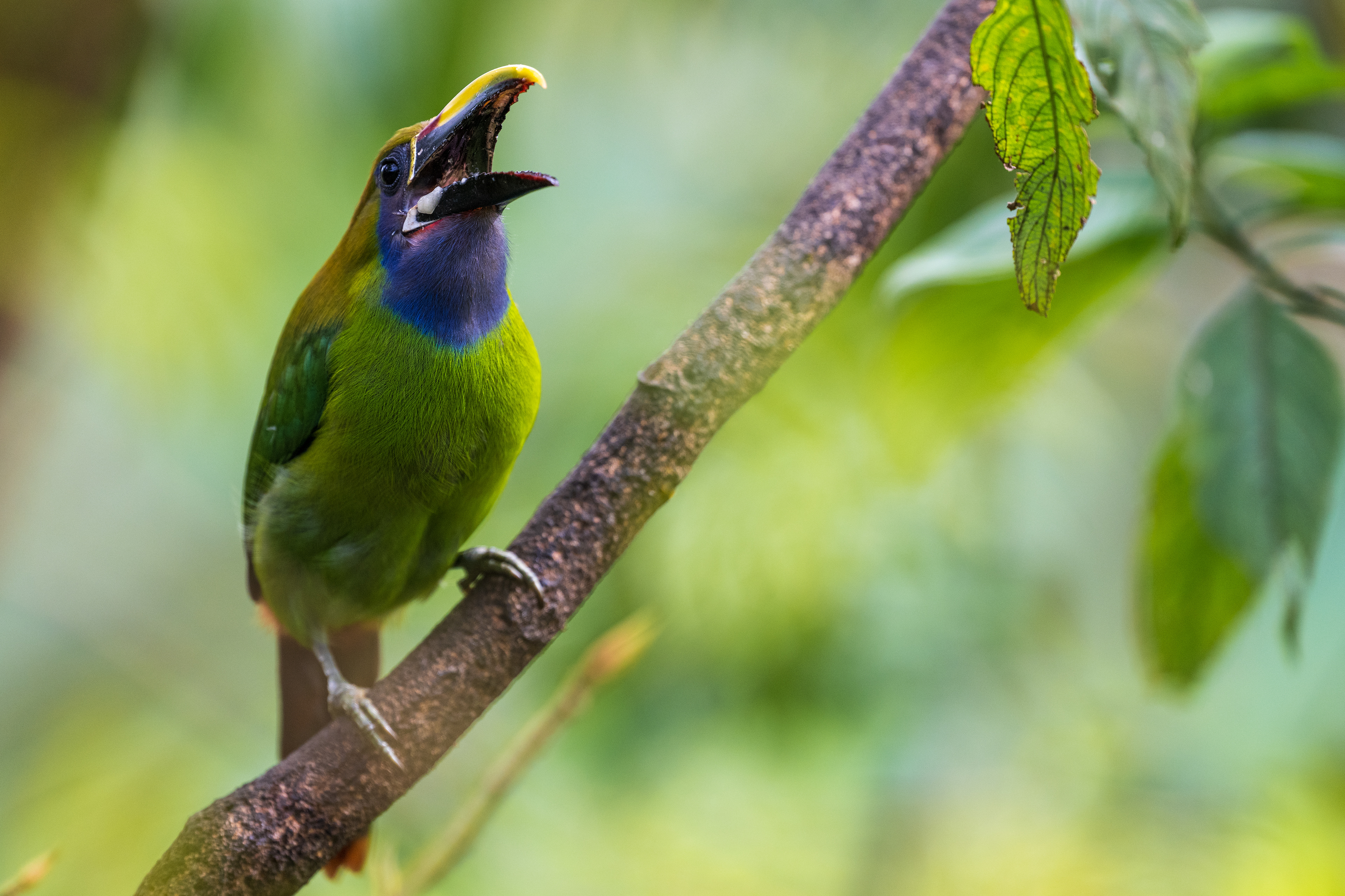 Northern Emerald Toucanet