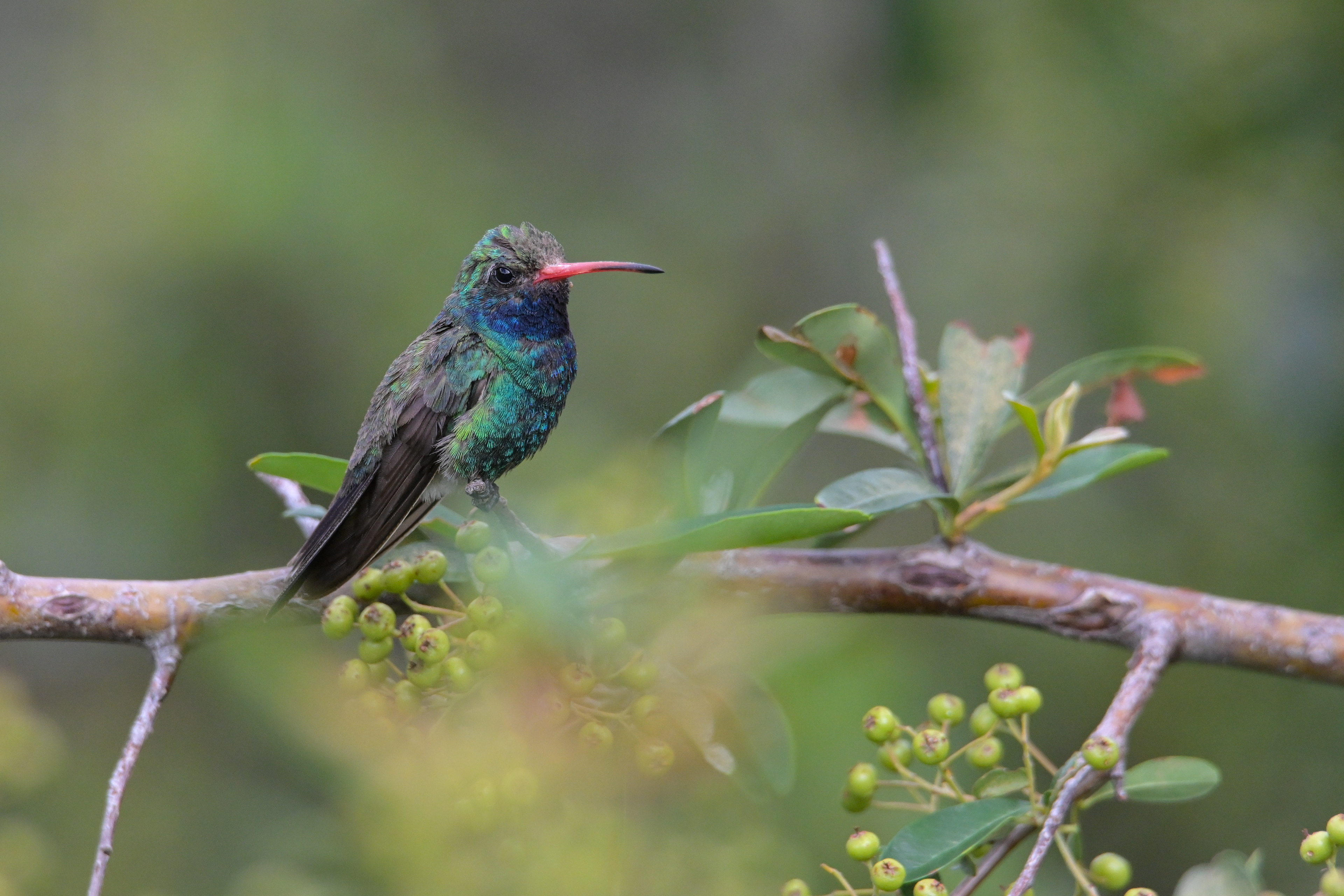 Broad-billed Hummingbird