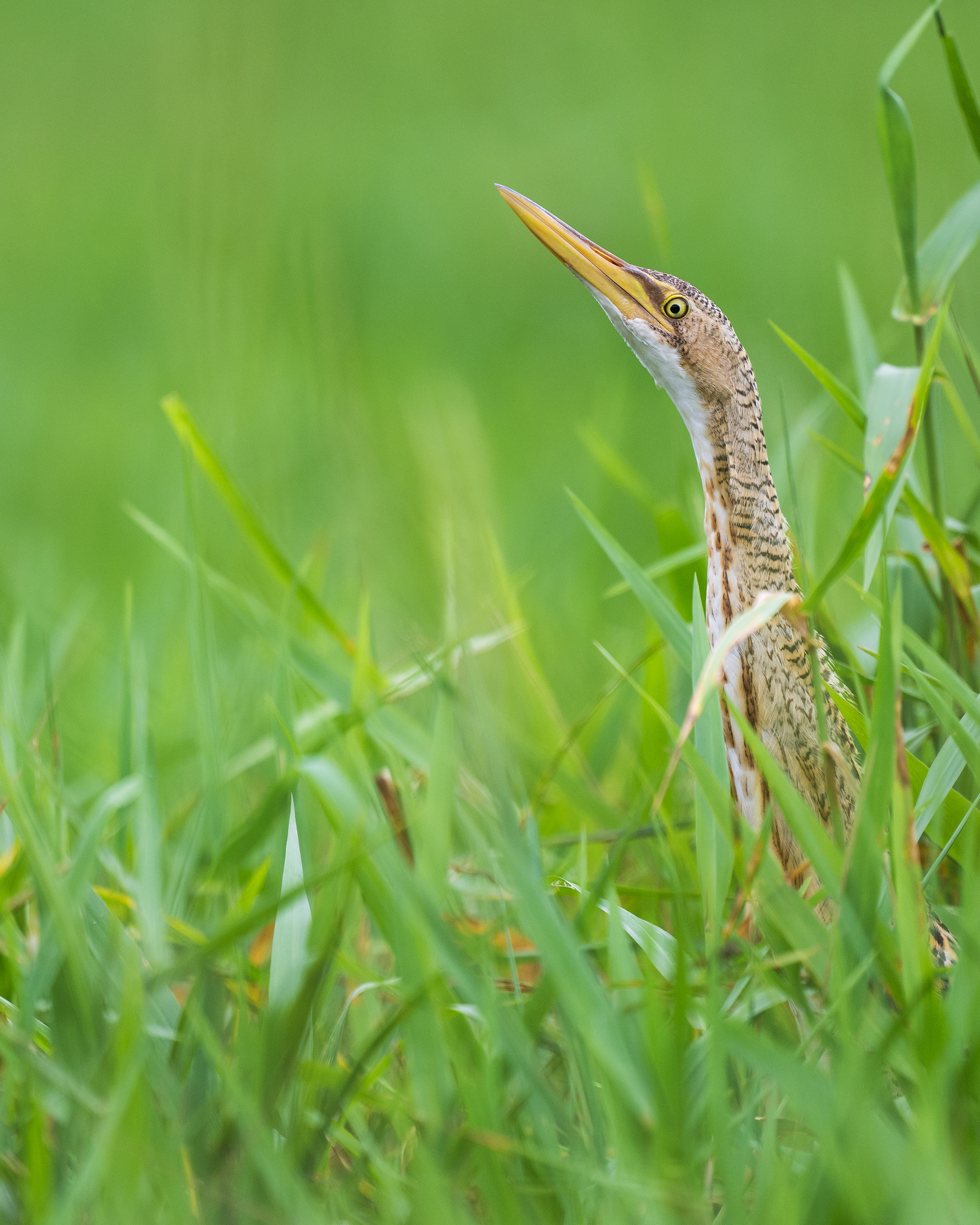 Pinnated Bittern