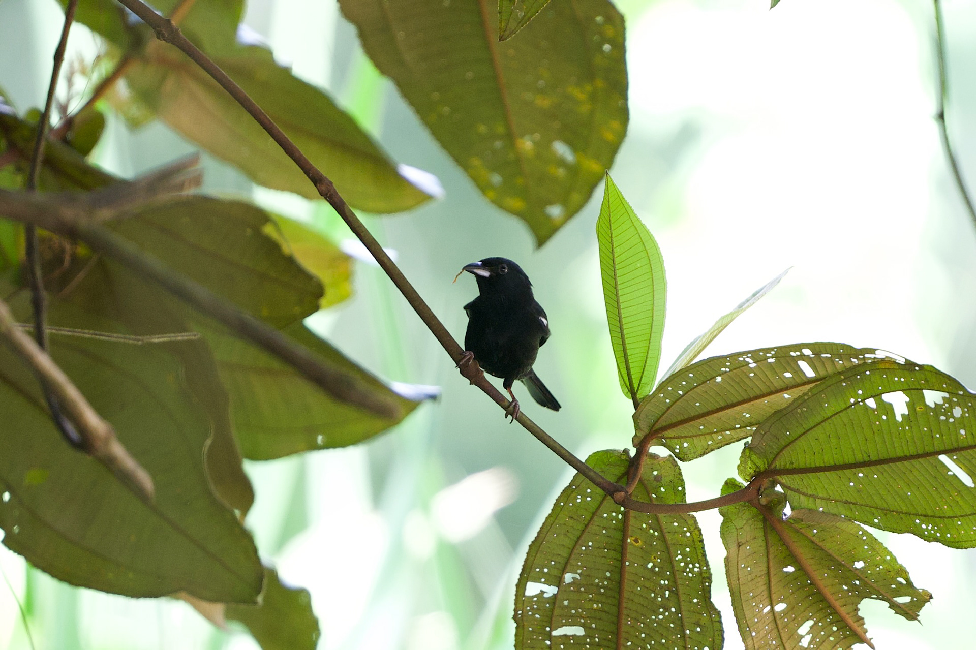 White-shouldered Tanager