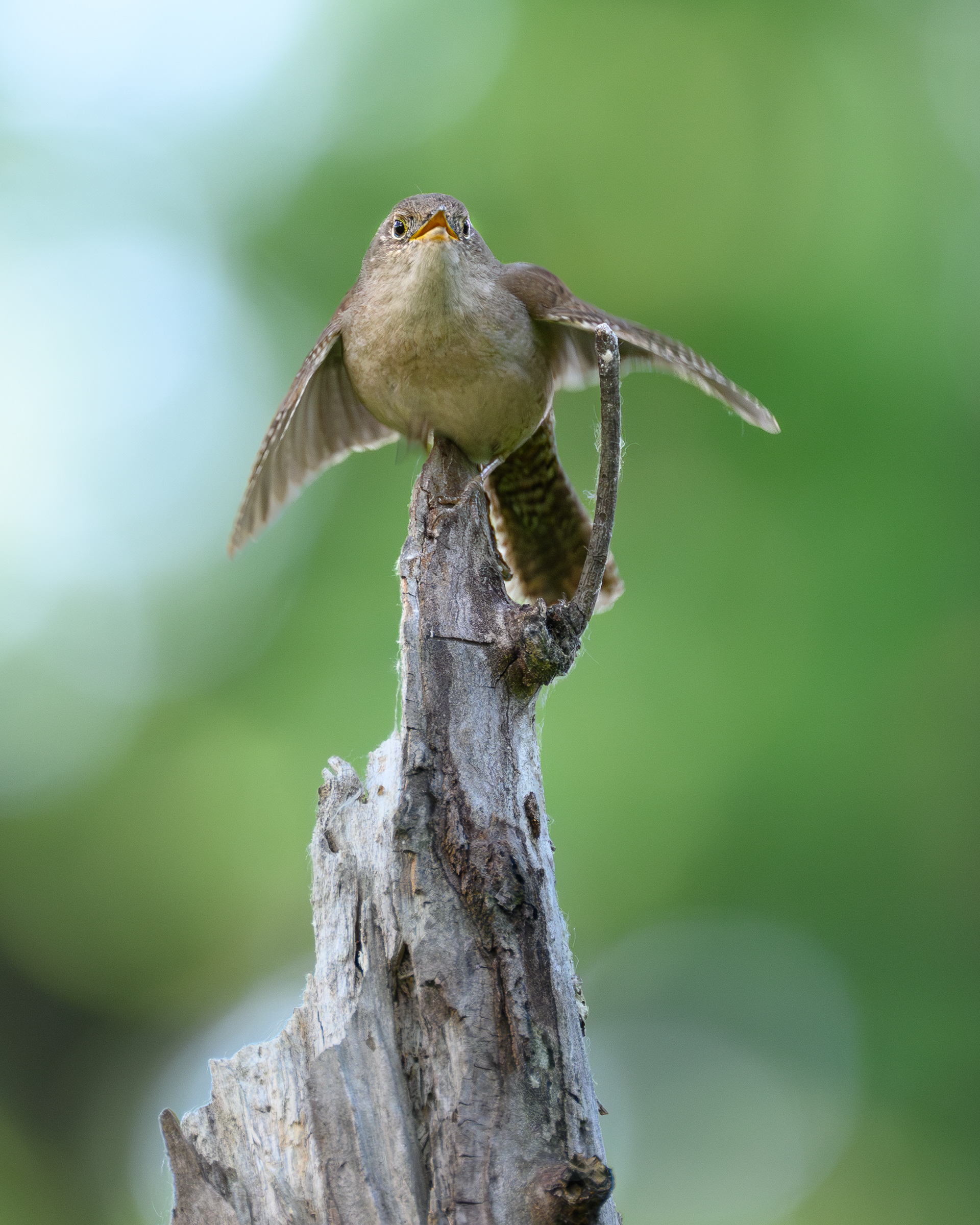 House Wren