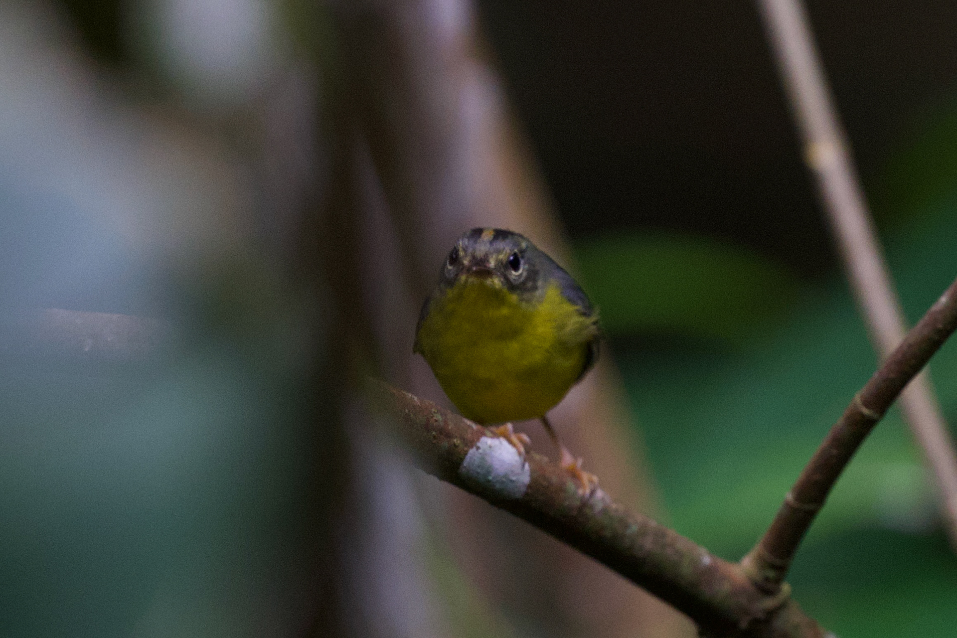 Golden-crowned Warbler