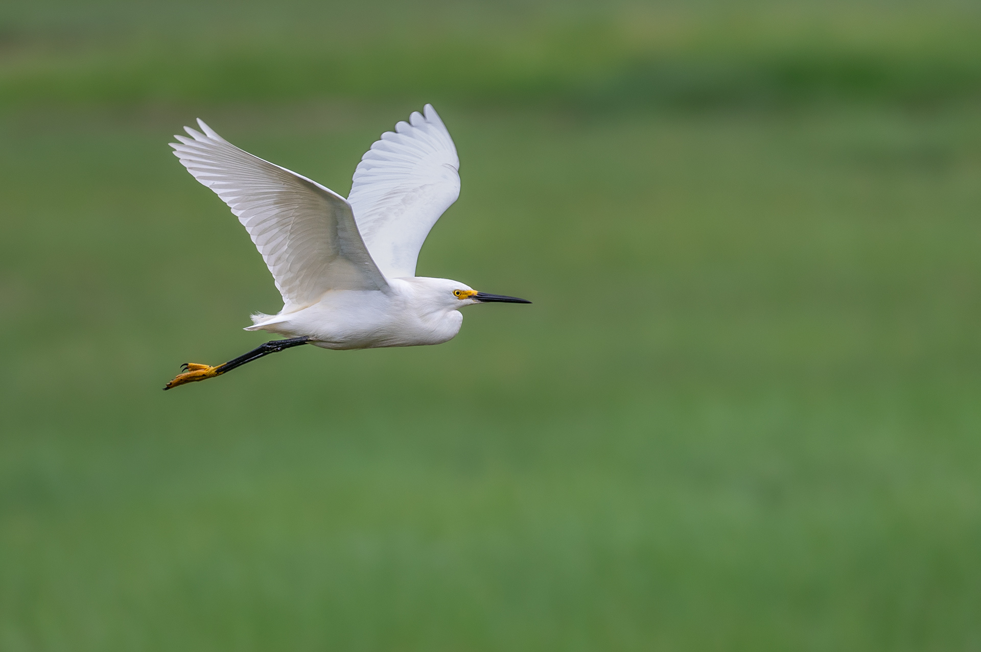 Snowy Egret